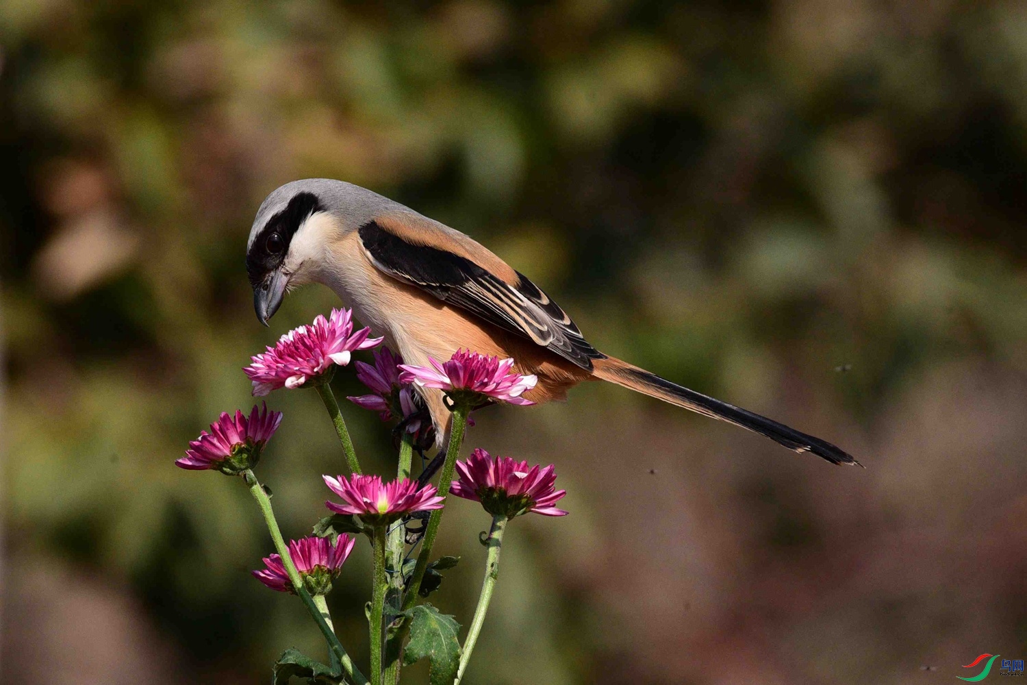 DSC_2159.JPG