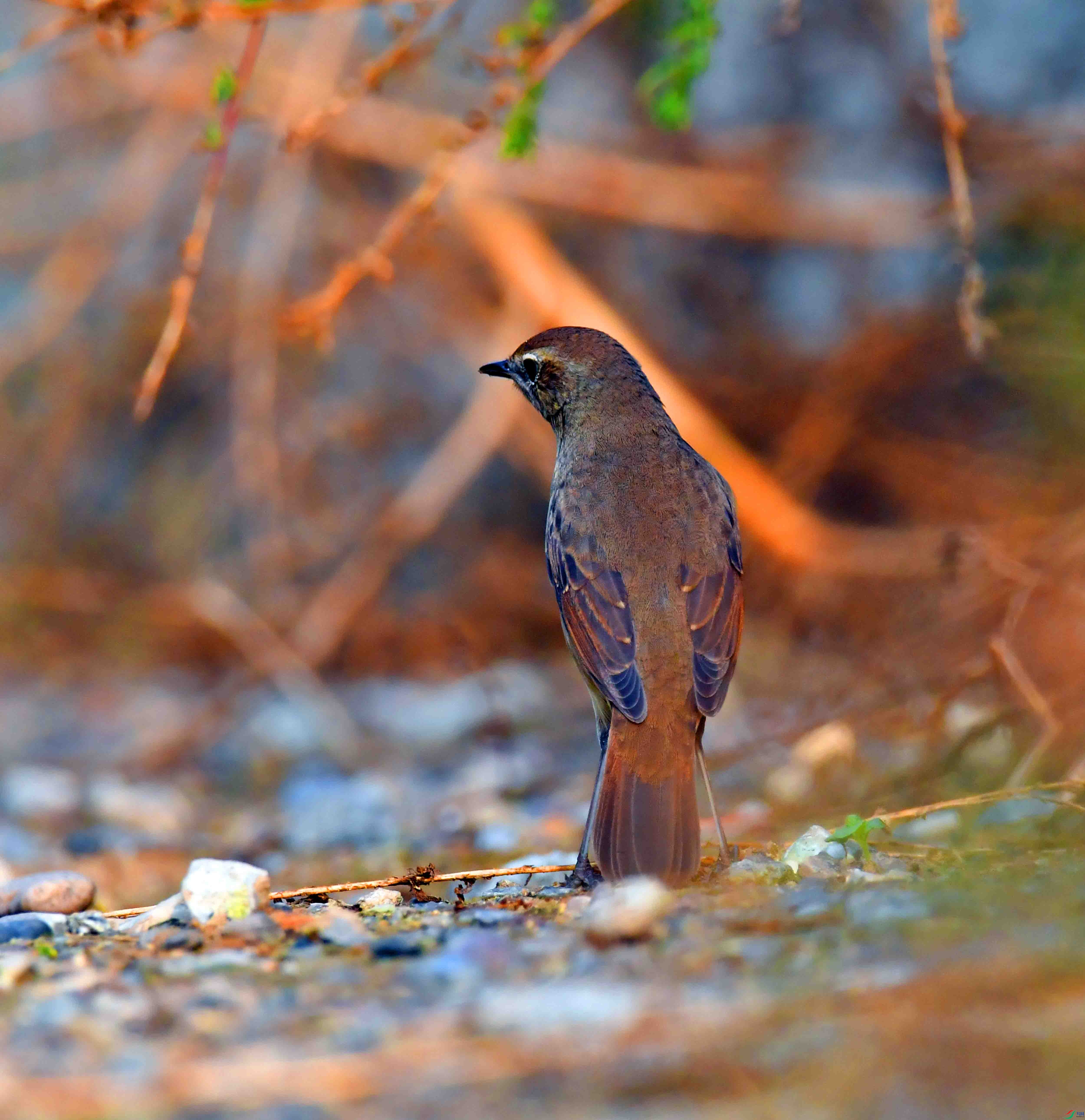 DSC_9870.JPG