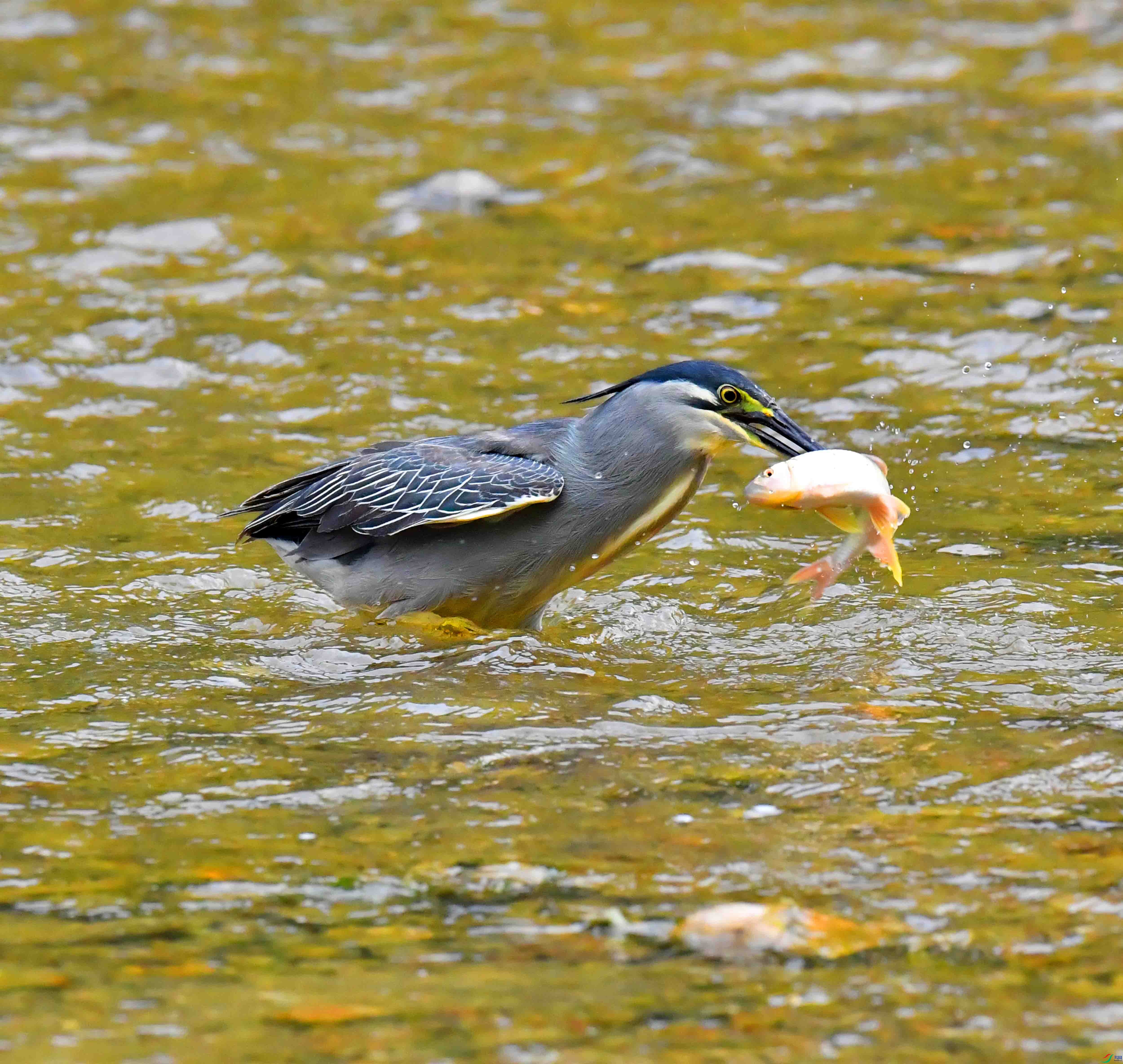 DSC_0604.JPG