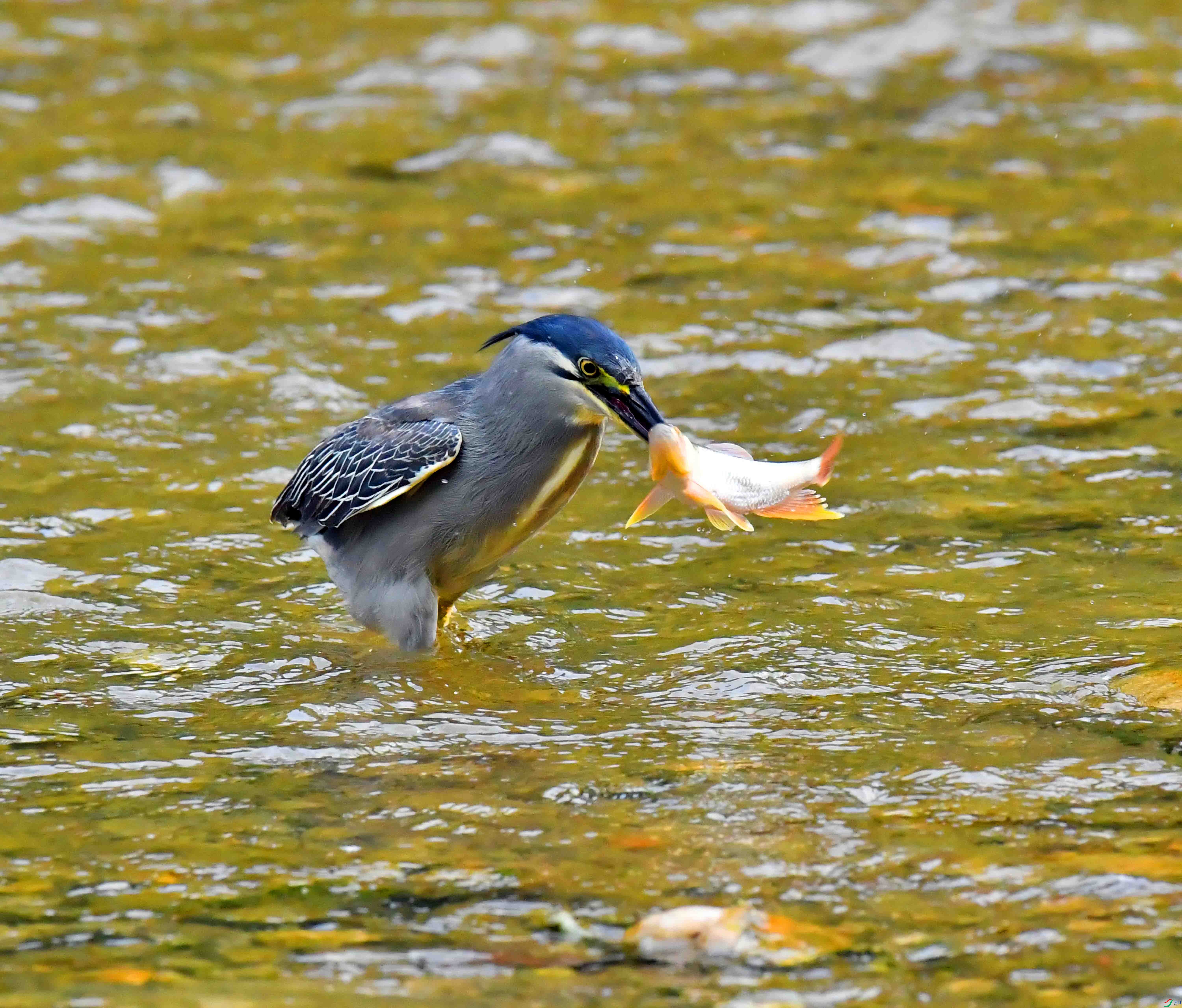 DSC_0606.JPG