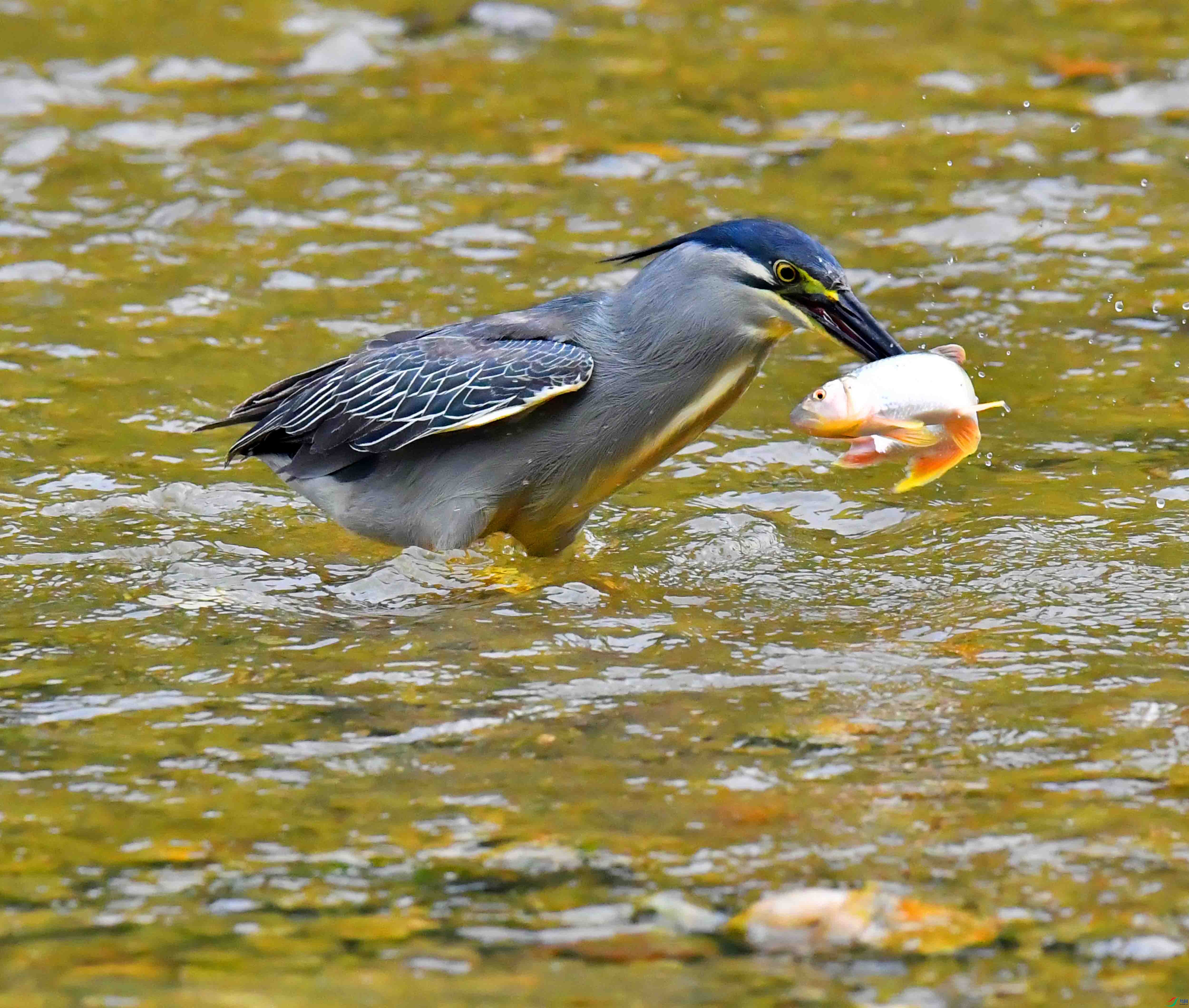 DSC_0605.JPG