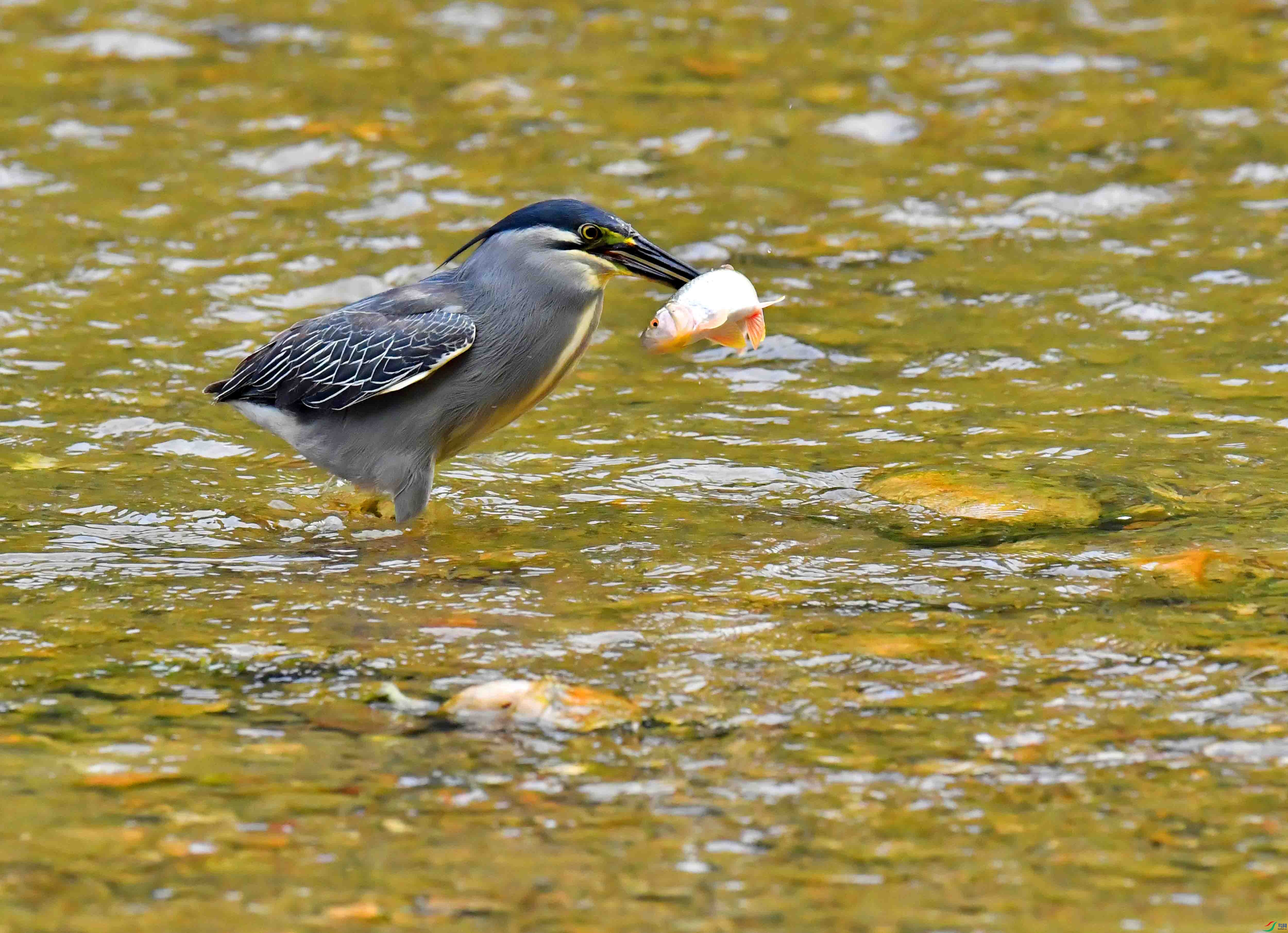 DSC_0610.JPG