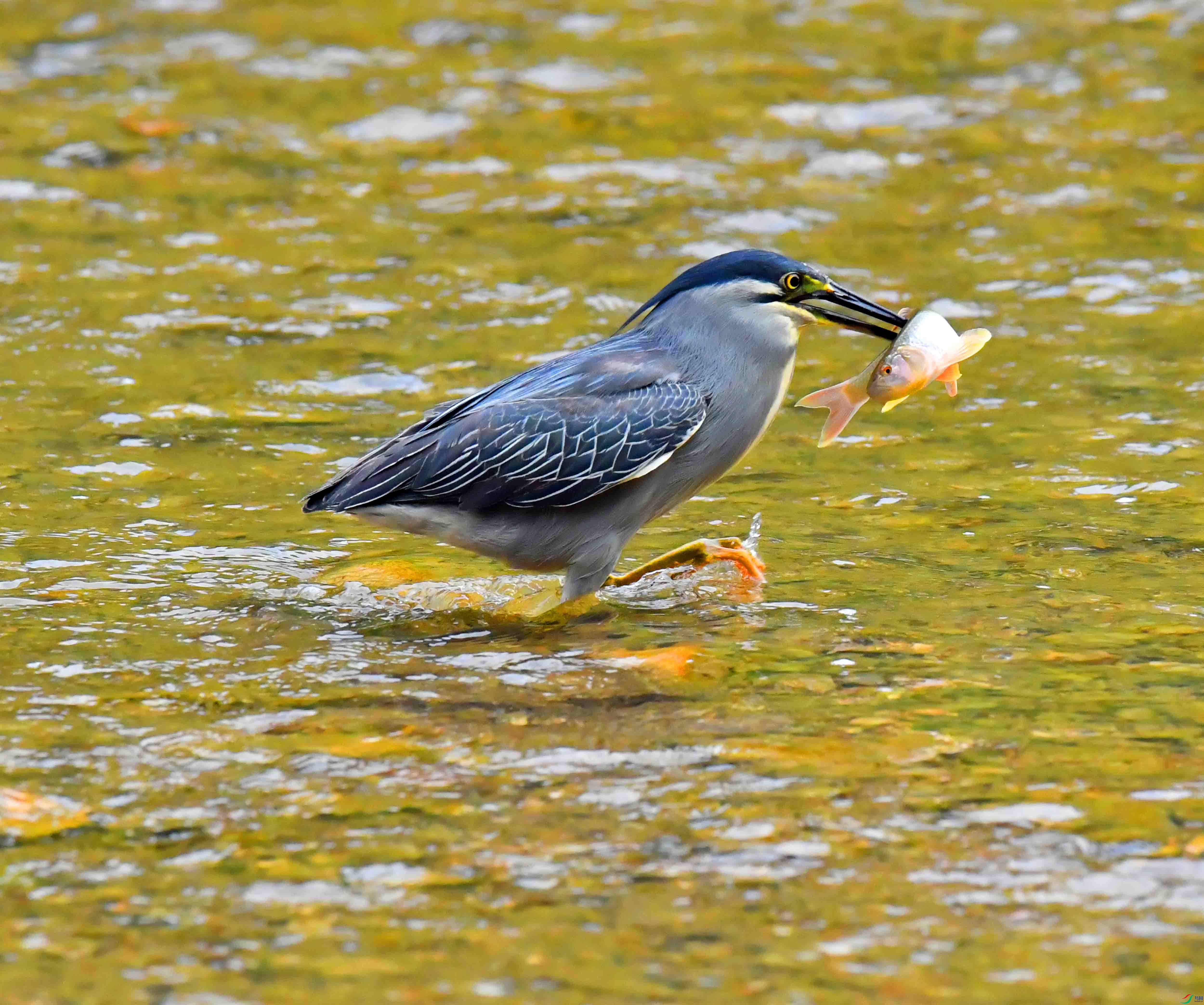DSC_0612.JPG
