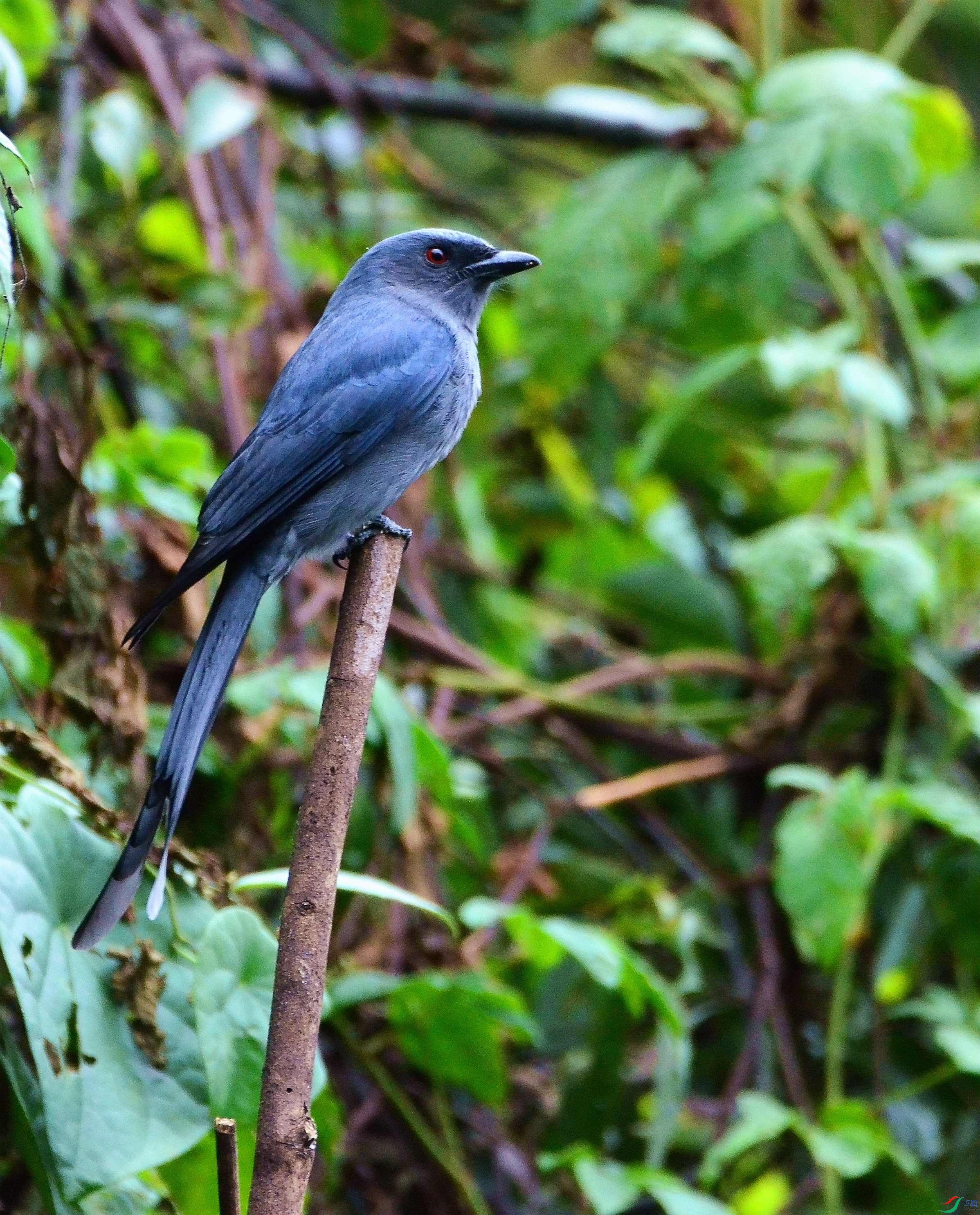 DSC_7298.JPG
