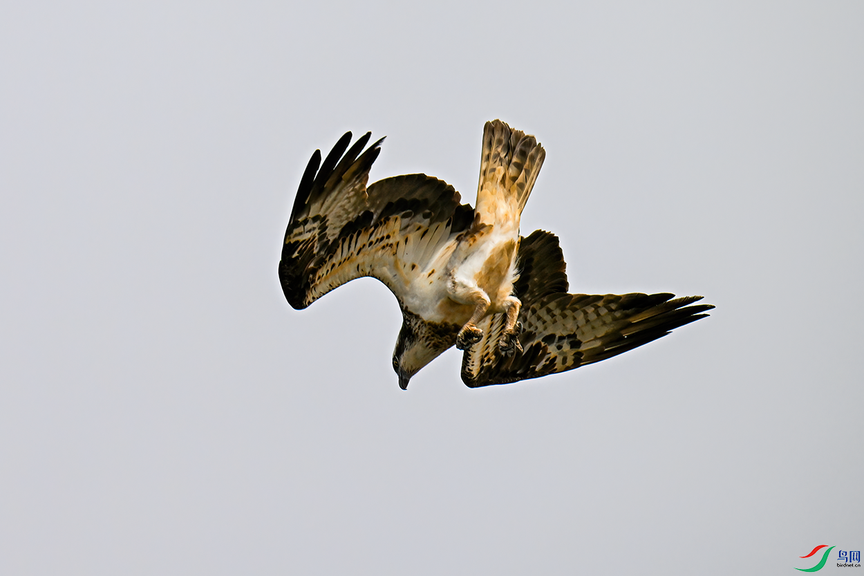 DSC_1950.png