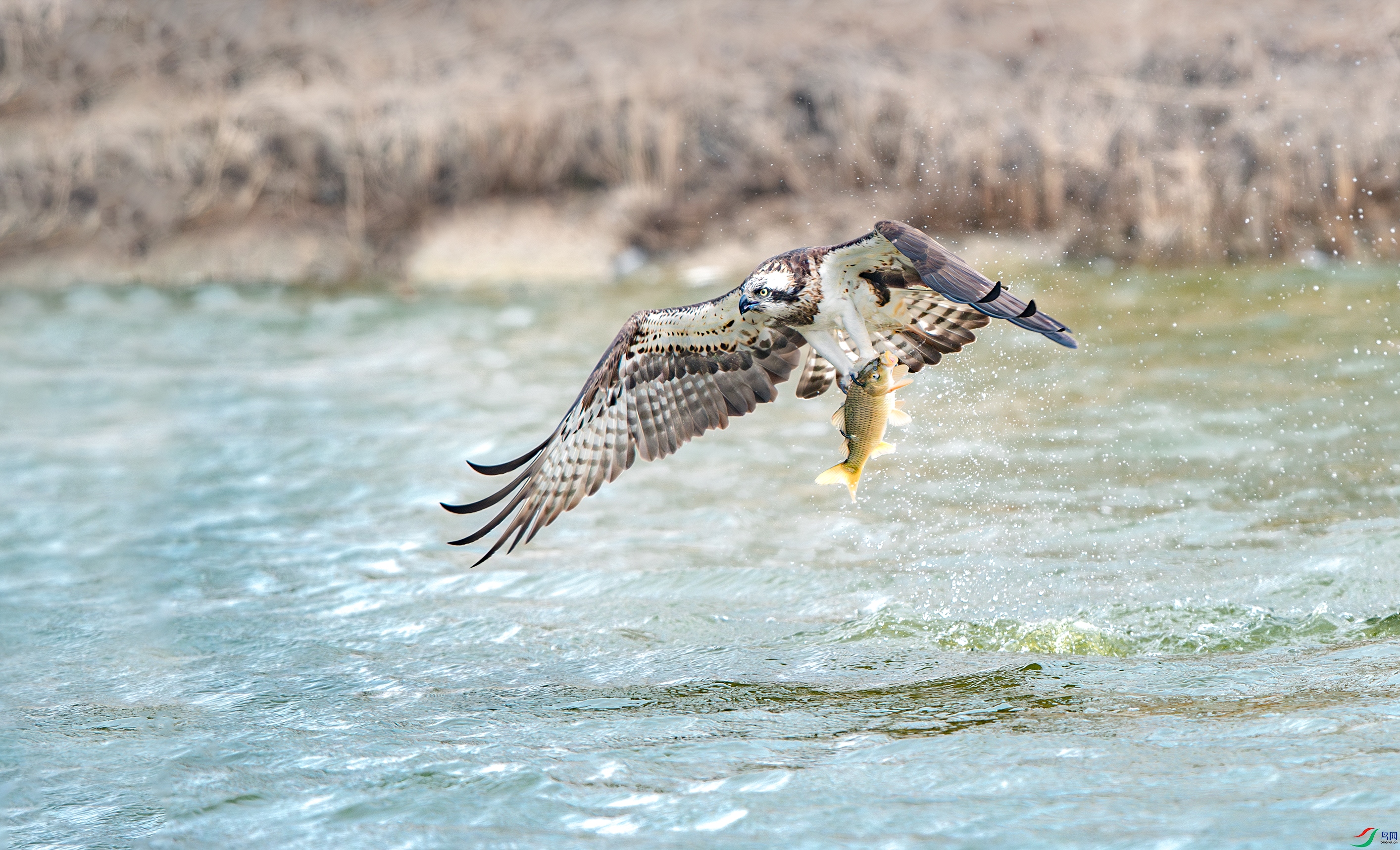 AY8I0438-NR ����.jpg