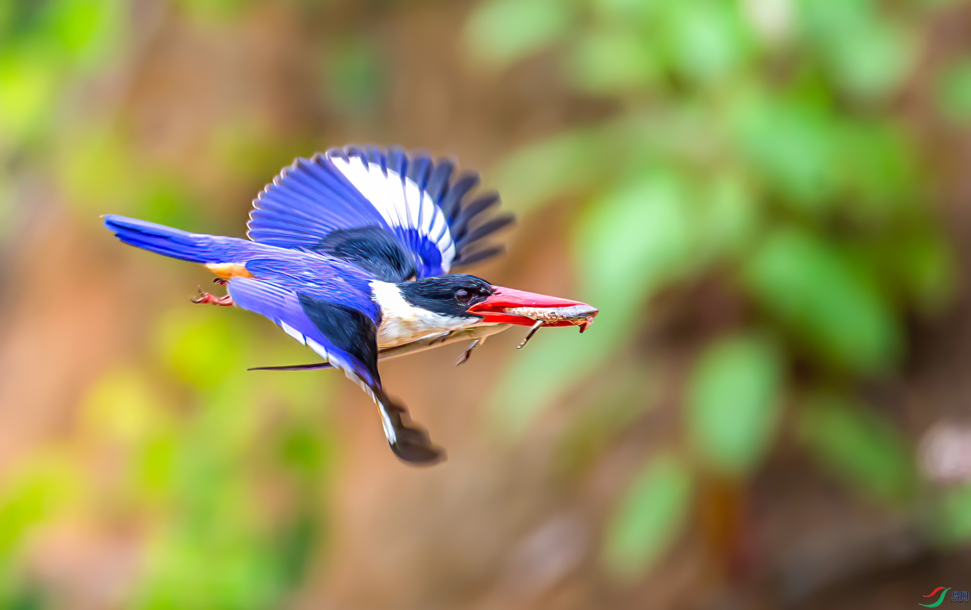 AS7I0765 ����-Sha-----1 .jpg