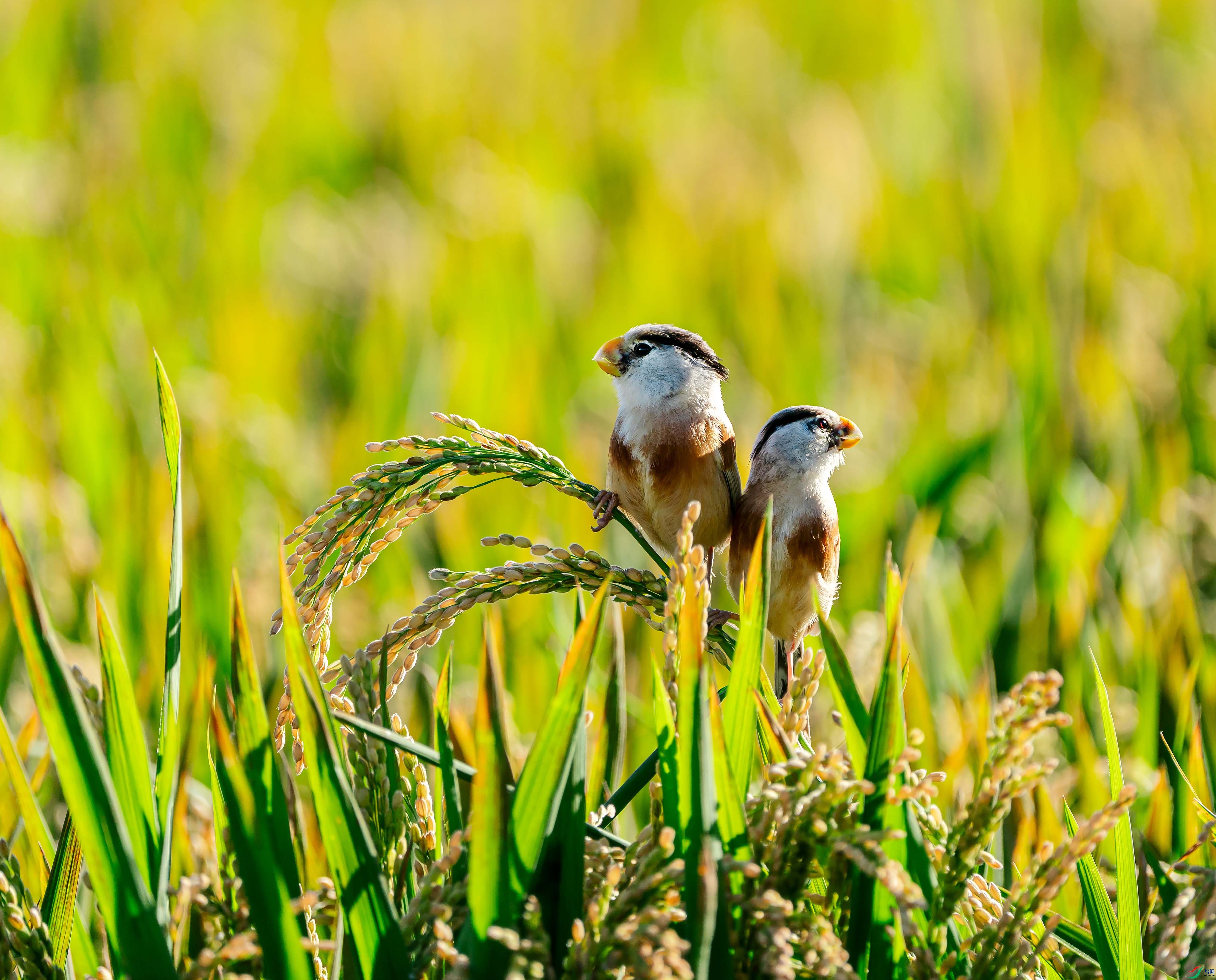 _DSC7723-1 ����.jpg