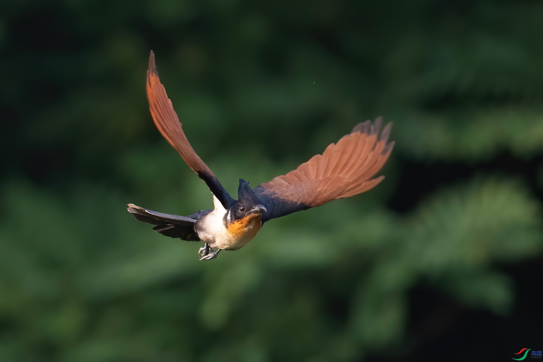 ����ͷ��