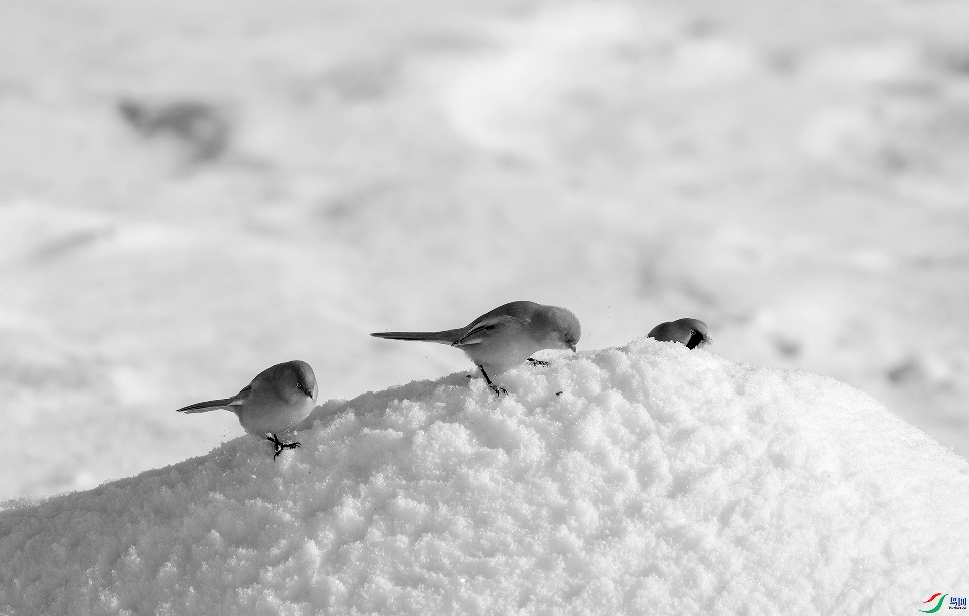 DSC00228 ����_����.jpg