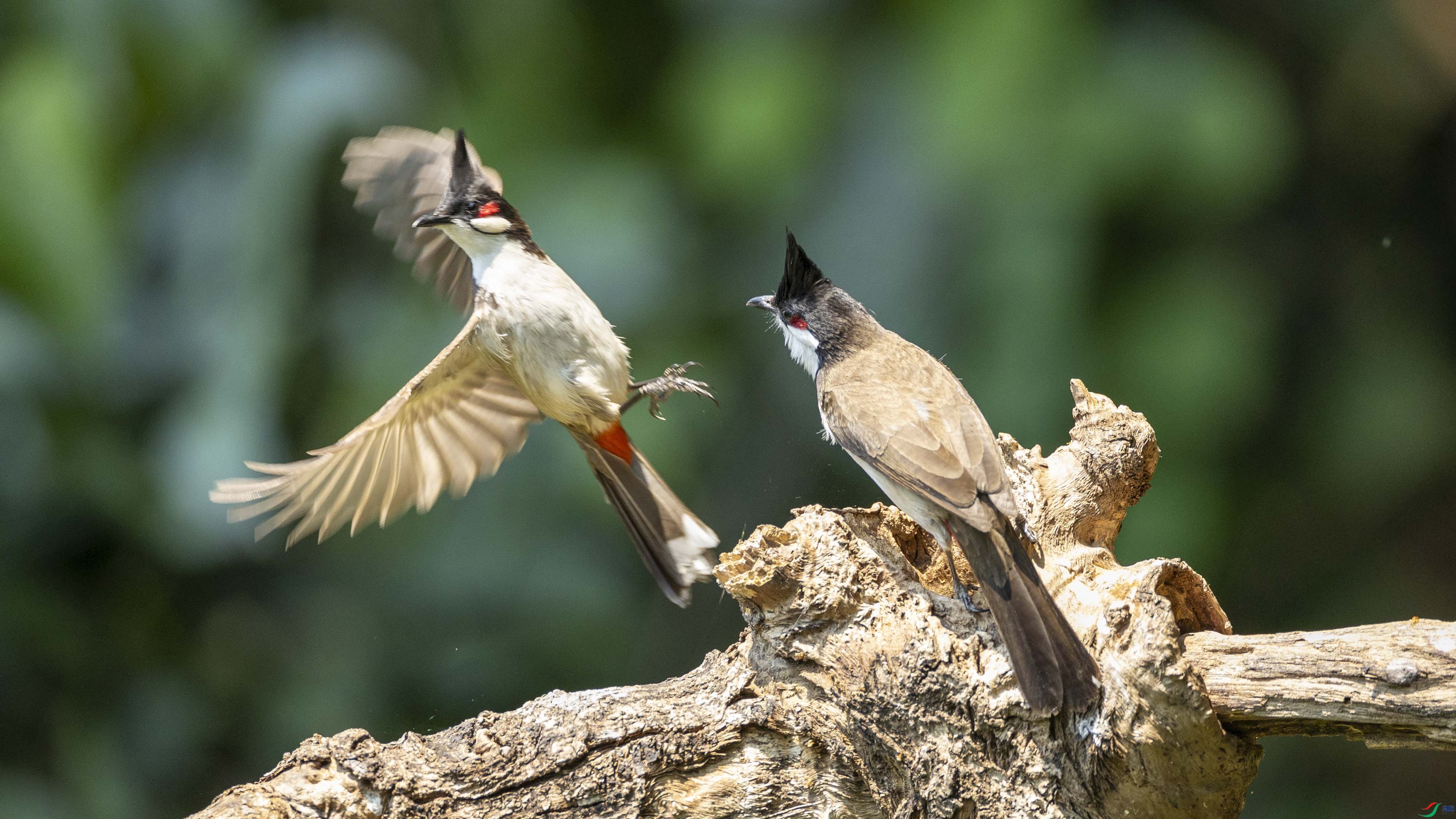 CSI_3113 - ����.jpg