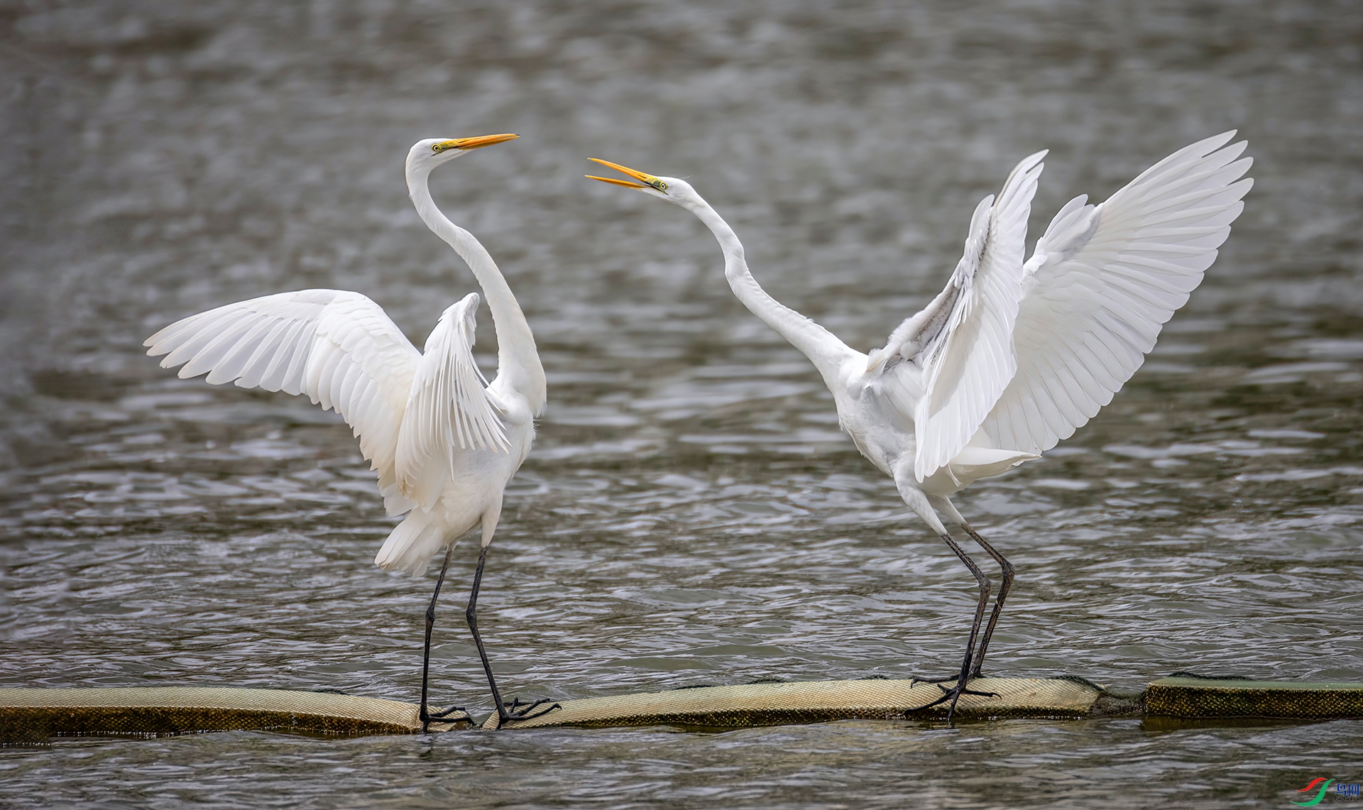 407A8992 ����-Sh----1 .jpg