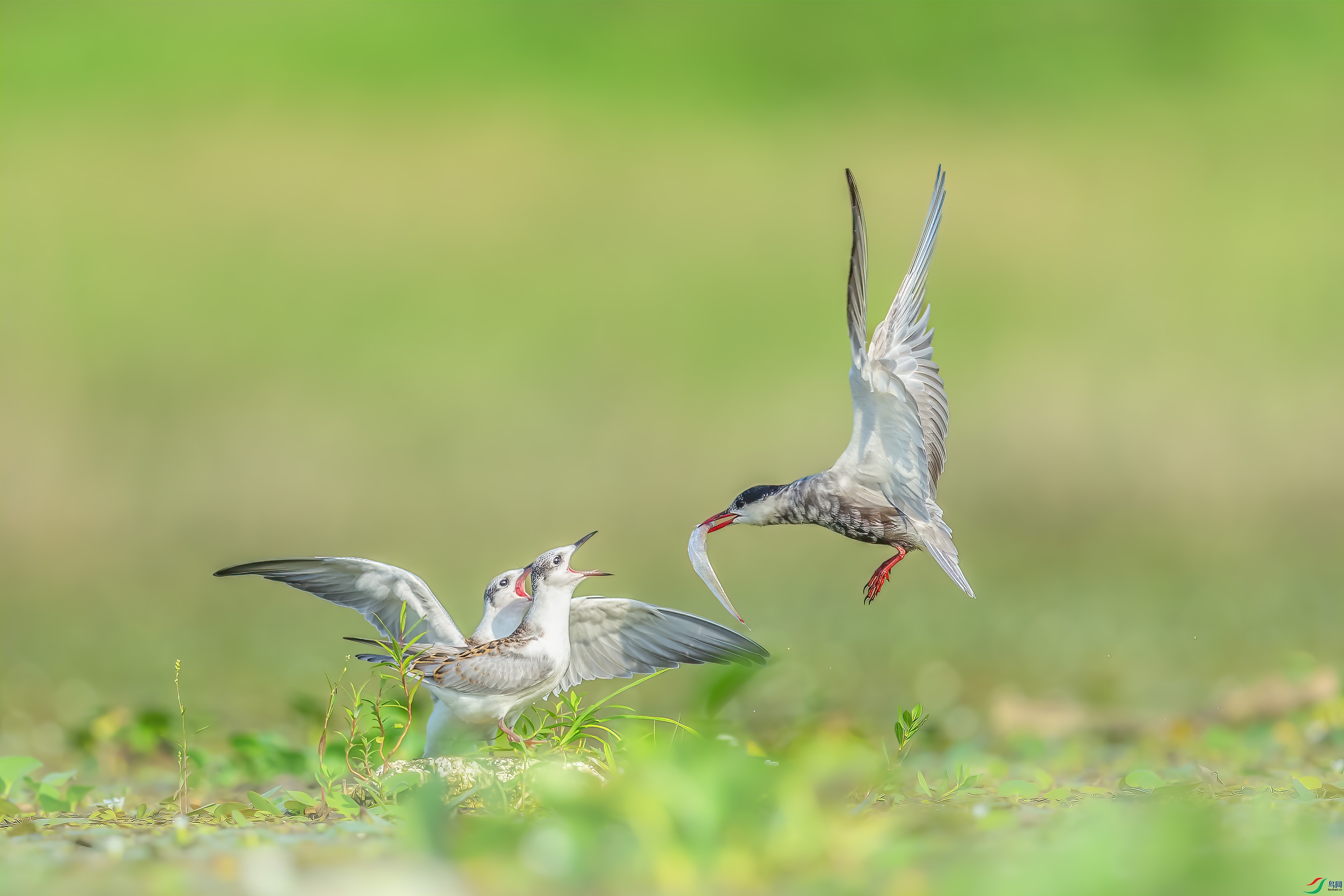 C09R3681 ����.jpg