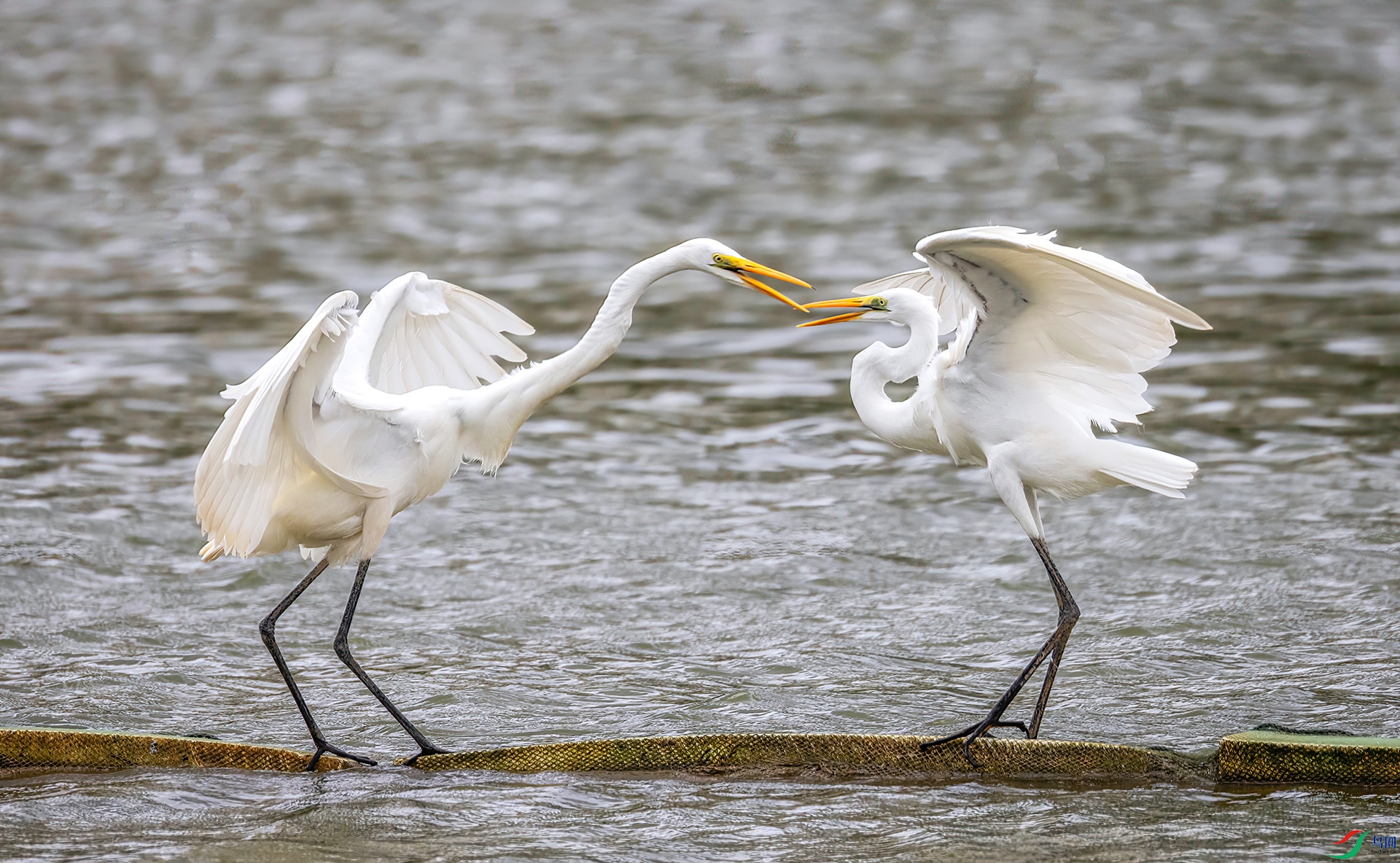 407A9022 ����-Sha----1 .jpg