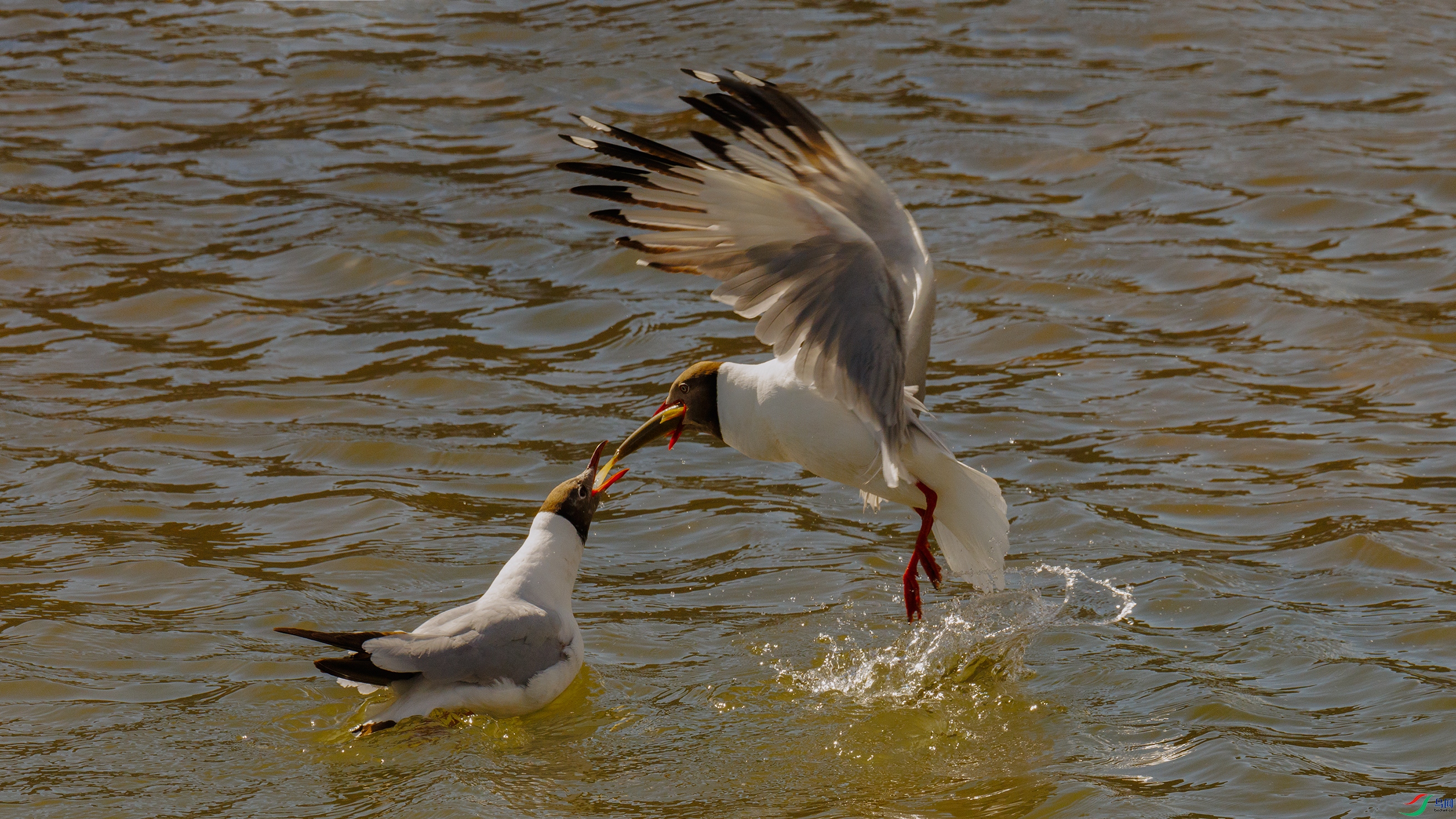 7X5A9385 ����8888.jpg