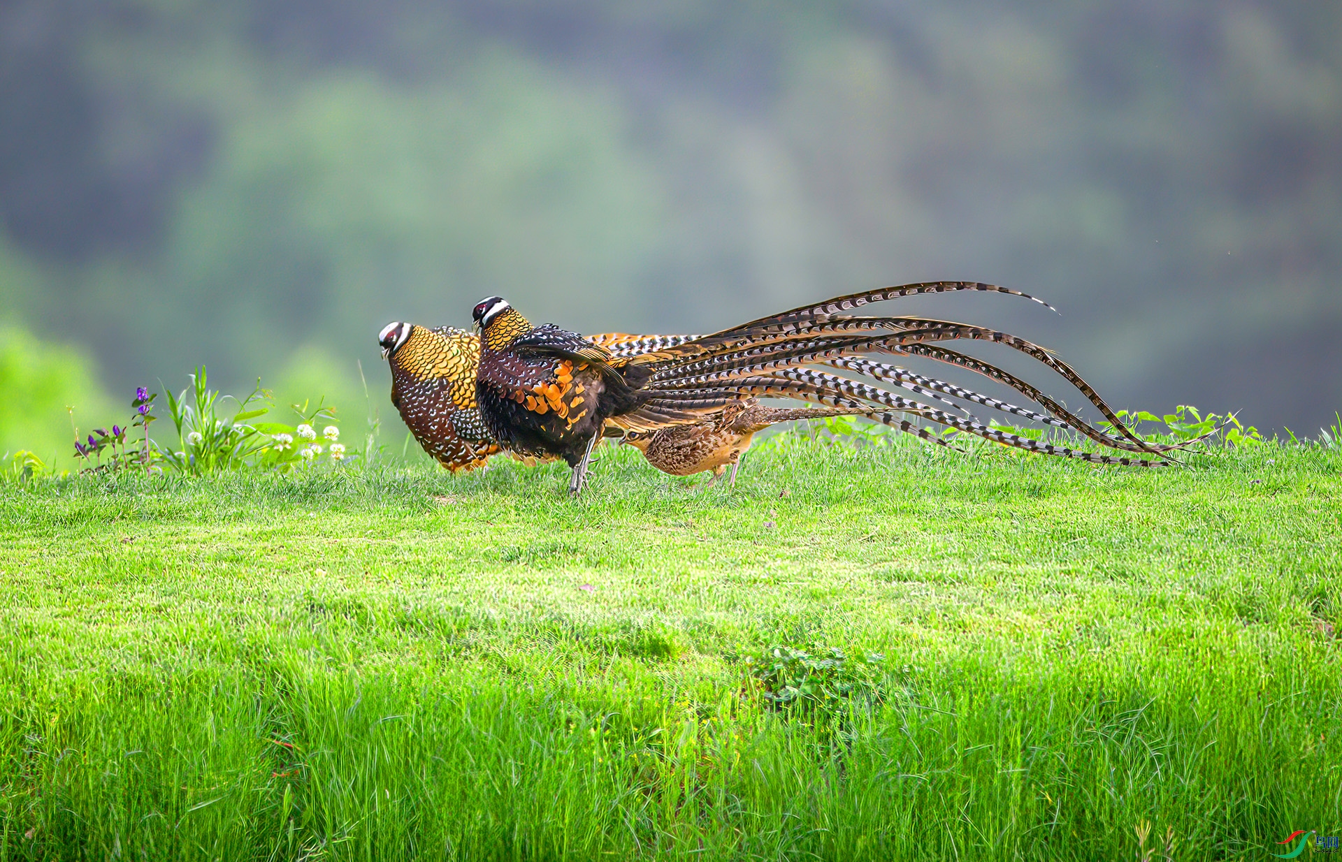 AS7I2159-Sh-----1 .jpg