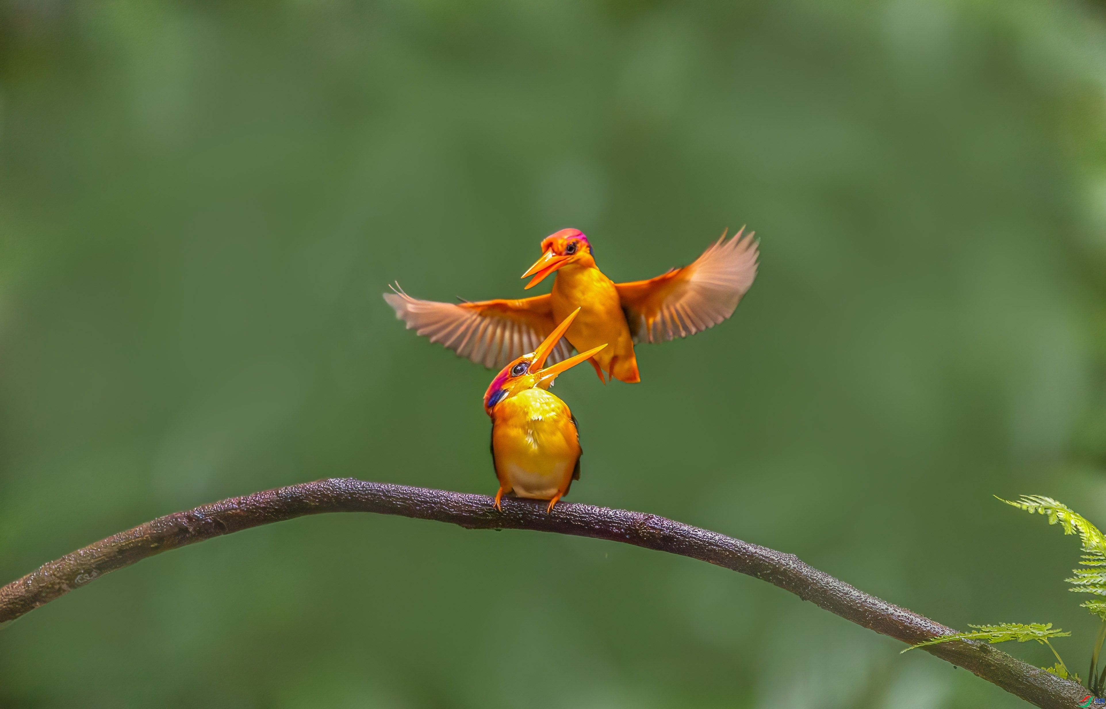 ��ֻ��ֺ��  ���� �ܶ�.jpg