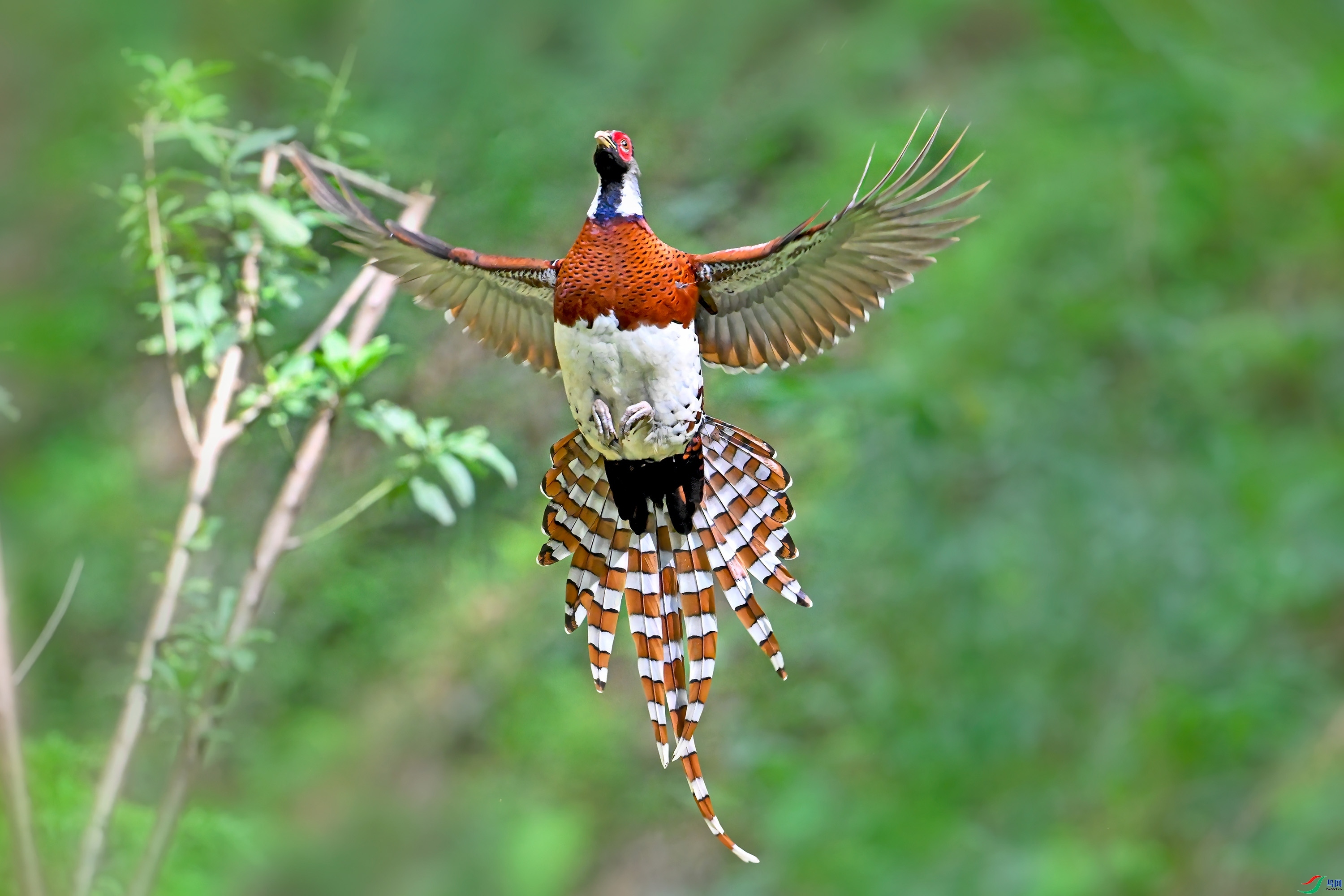 �׾���β��  ���� wh�ϳ� ����.jpg