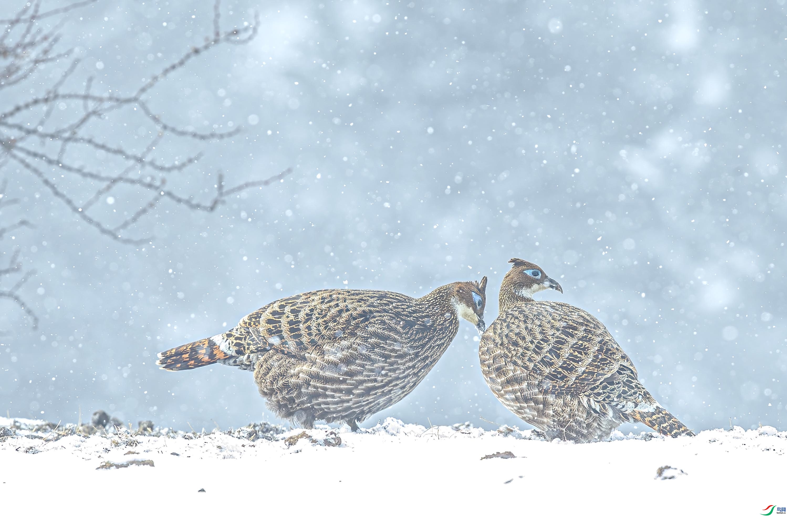 ��ѩ�е��ڴ� ���� 0529  ����.jpg