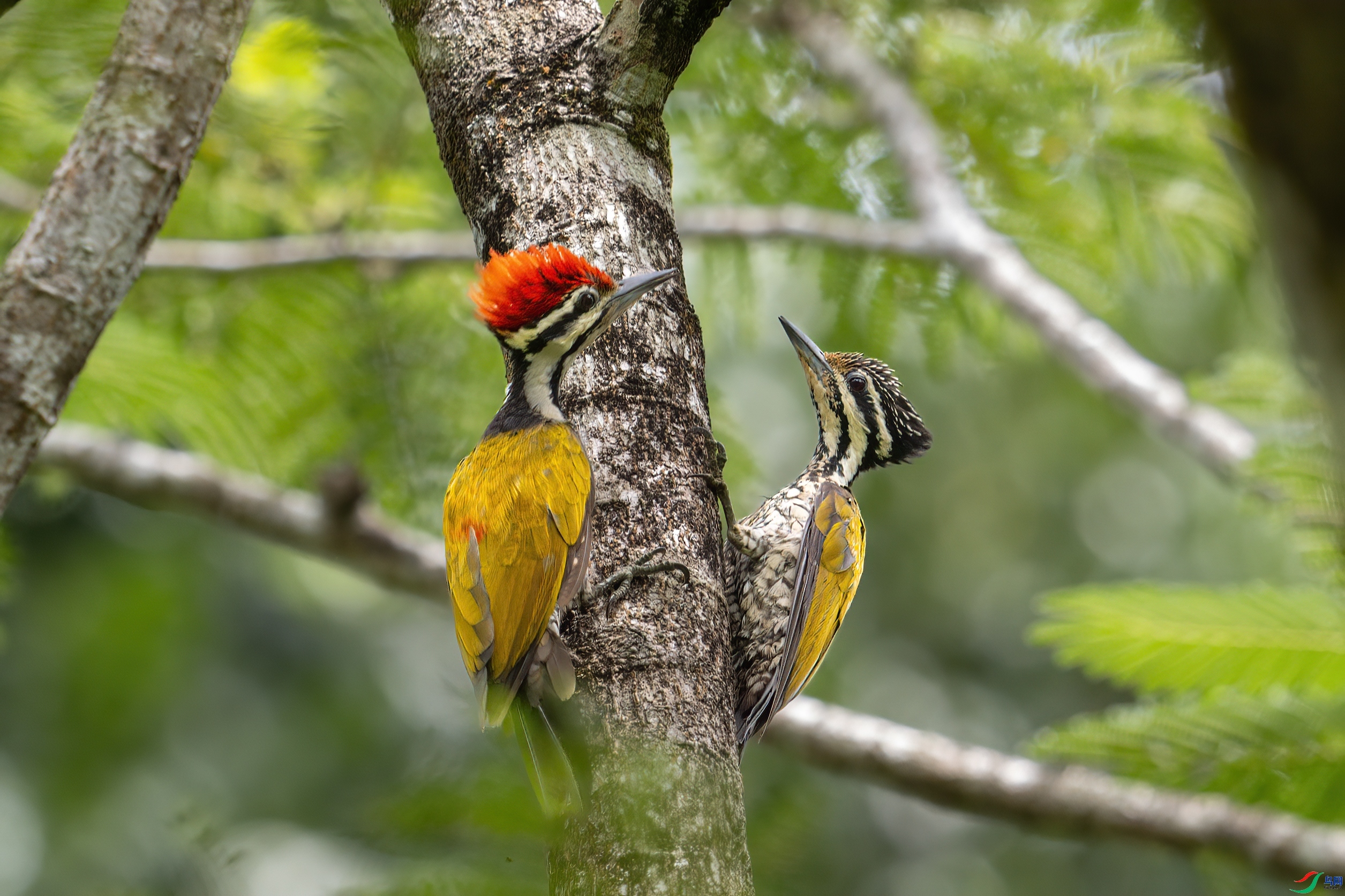 ��� ���� ����  ����.jpg