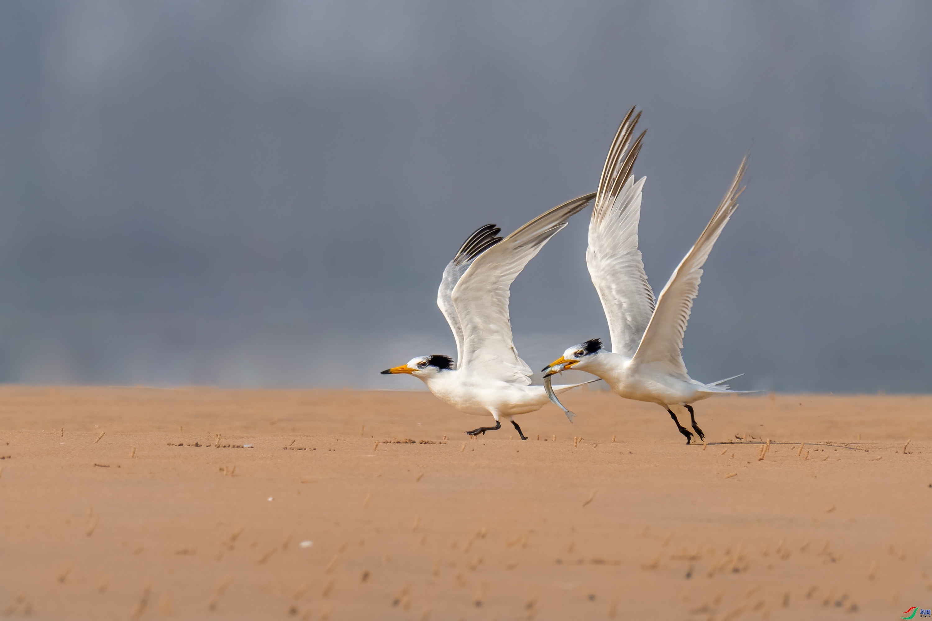 �ڷ�-�л���ͷ��Ÿ ���� ���� ����.jpg