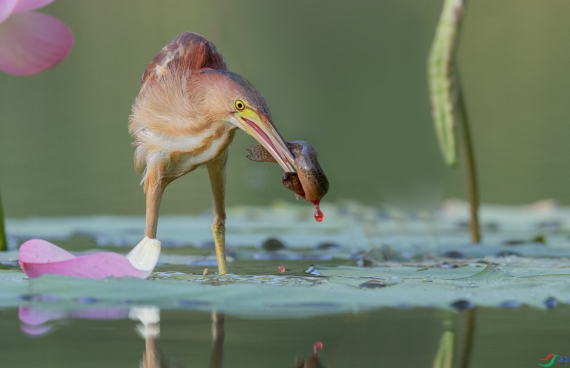 Ѫ����ɱ֮�ư�έ�Z  ���� Խ��Խ  ����.jpg