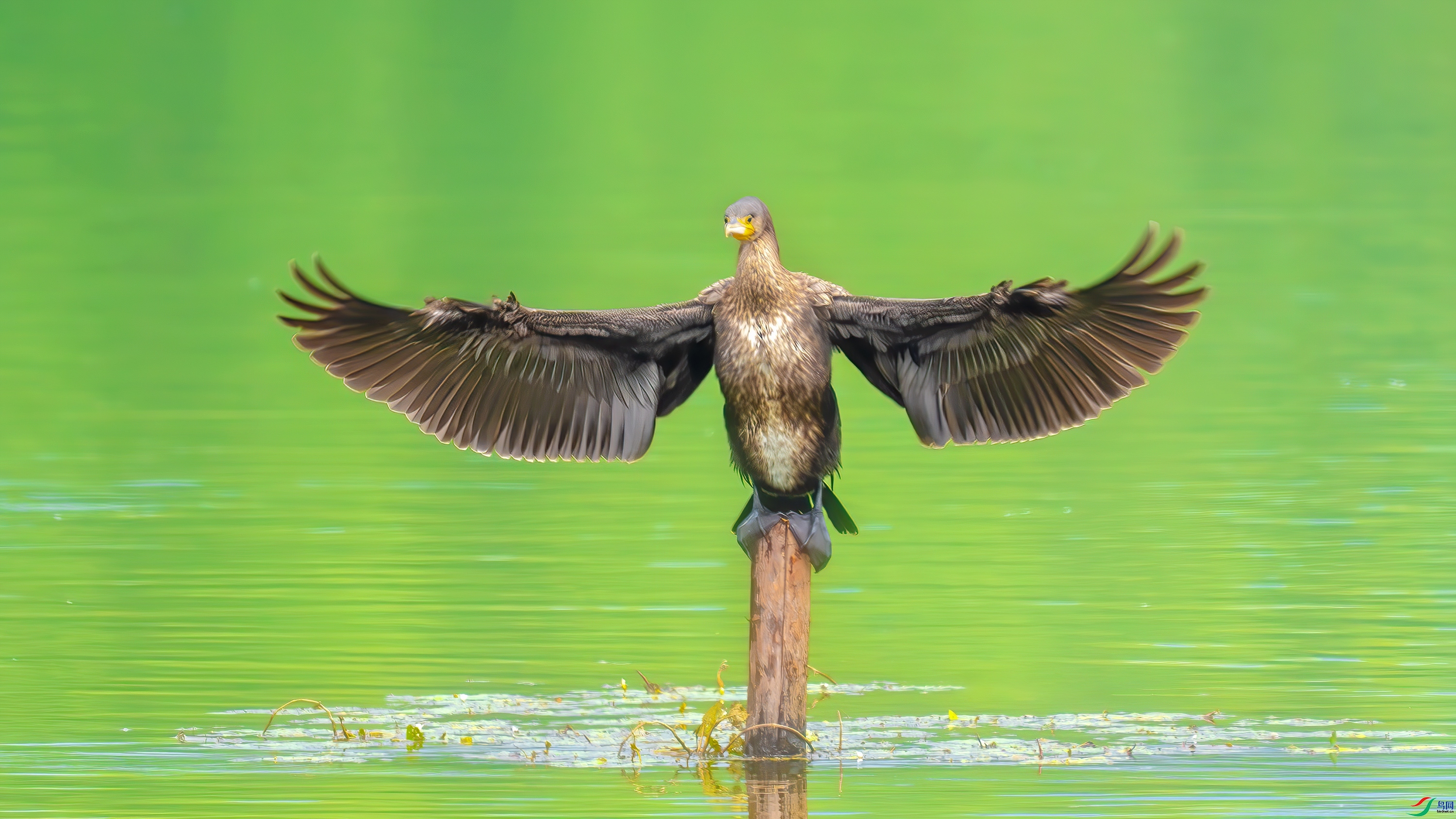 ��POSE  ���� С�׺� ����.jpg