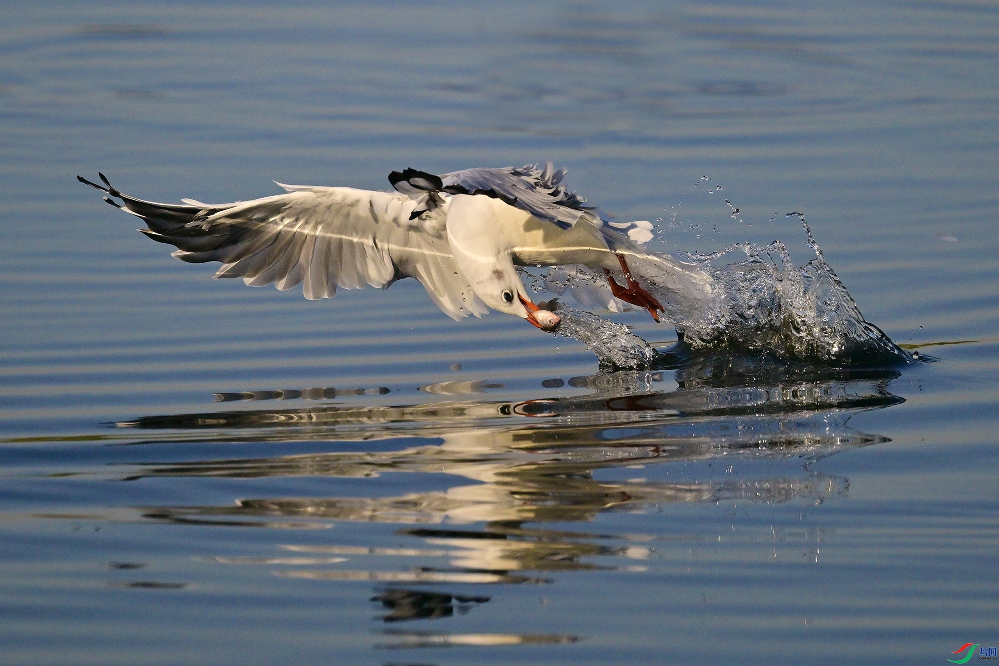 ˮƽ ���� 0451x  ����.jpg