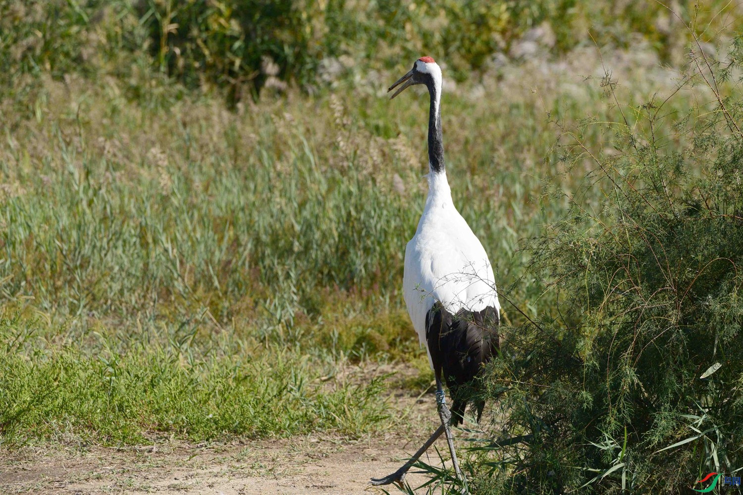 DSC_6587.JPG