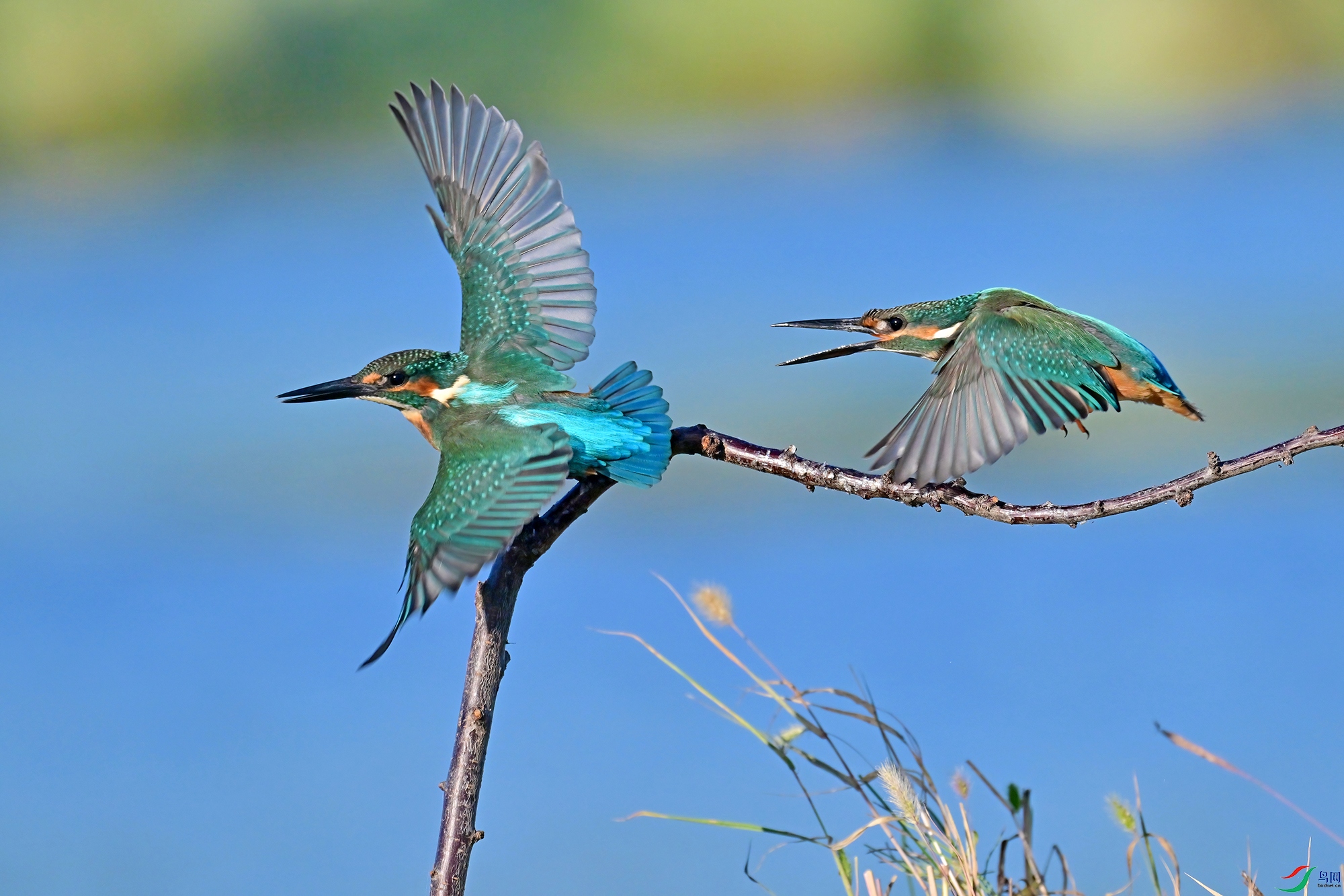 DSC_5720-B.jpg