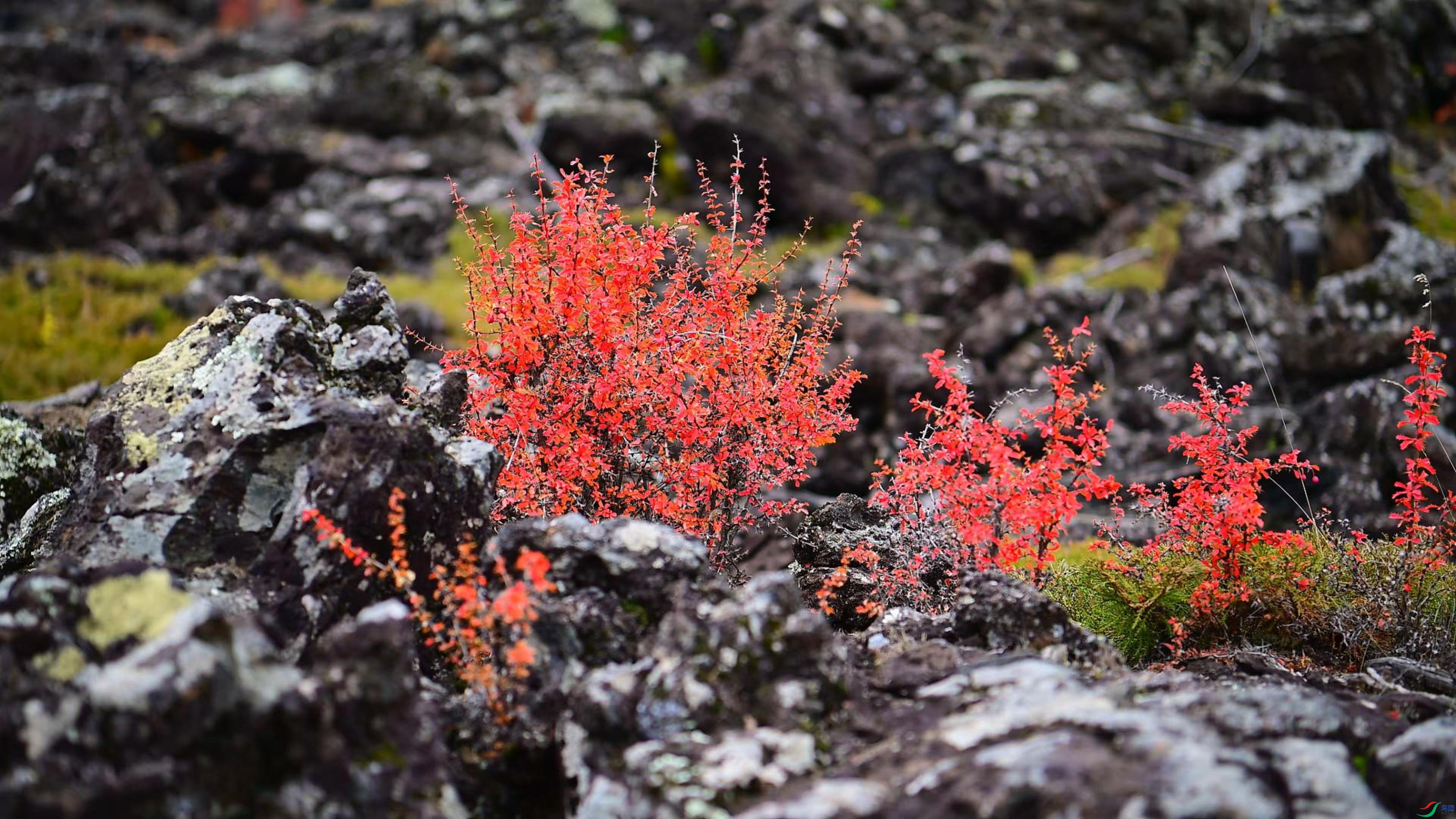 ��ף����