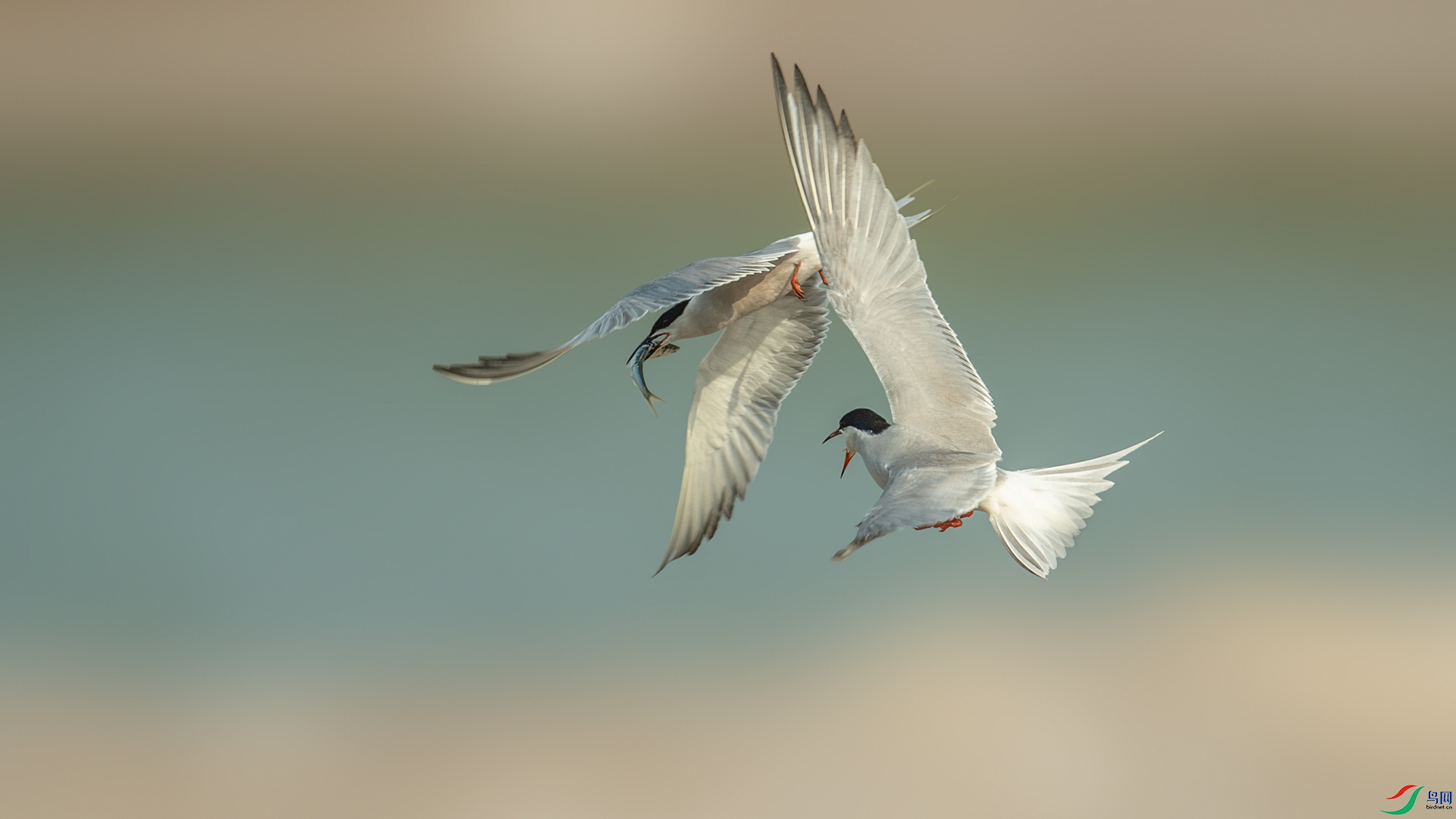 DSC_4943-����ǿ-NR.jpg