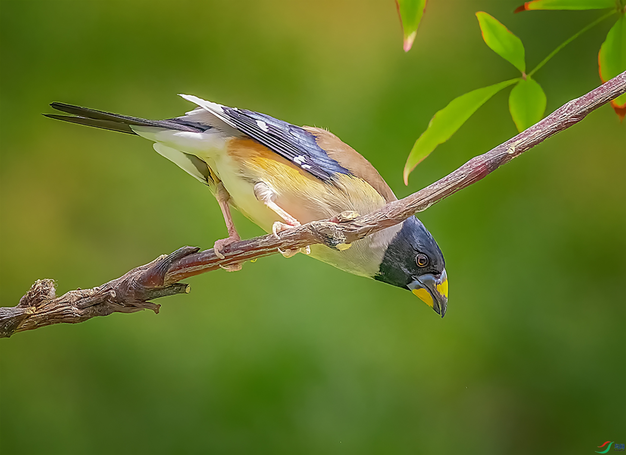 ���ƴ���