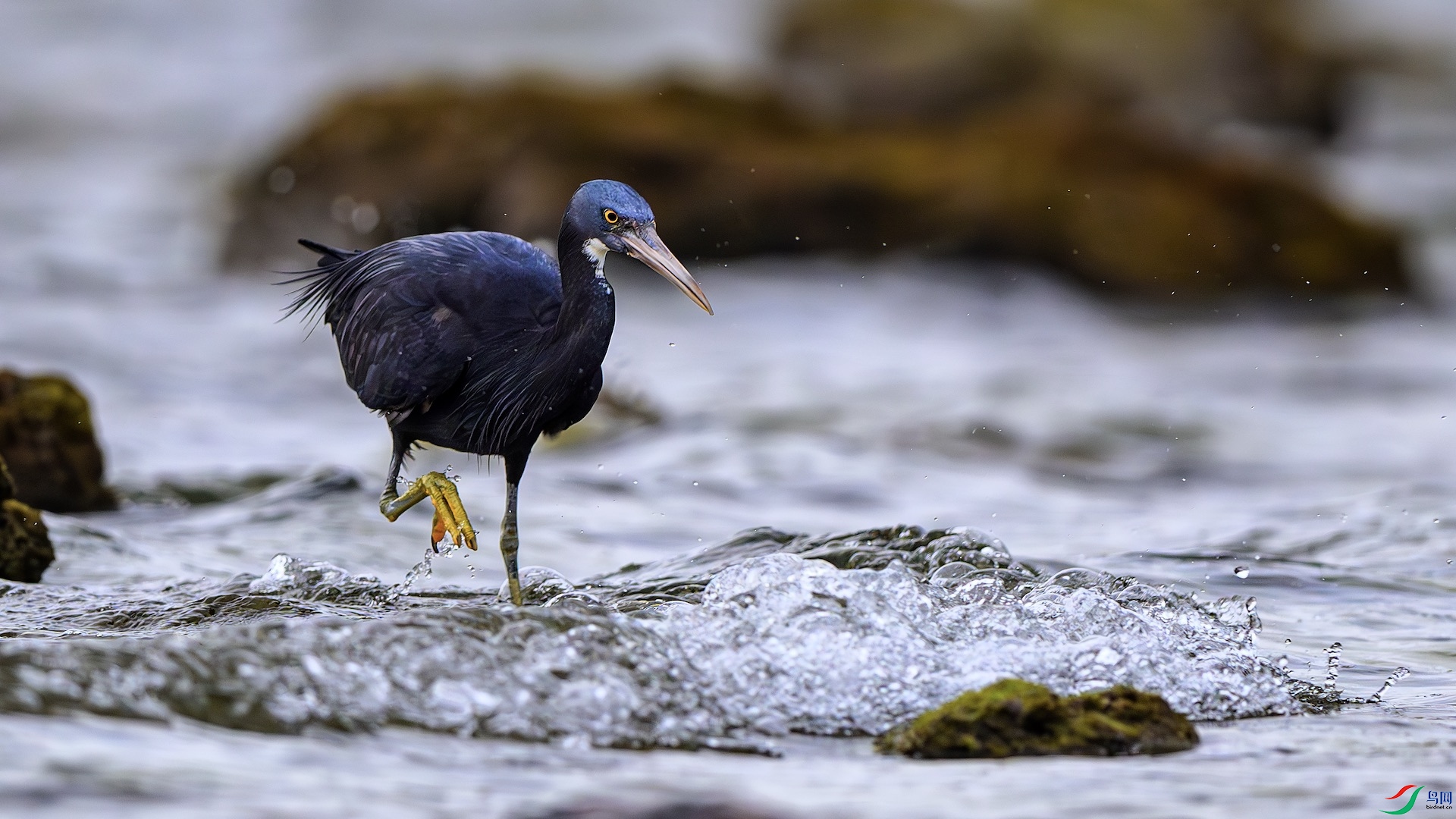 1_XXL9116-����ǿ-NR ����.jpeg