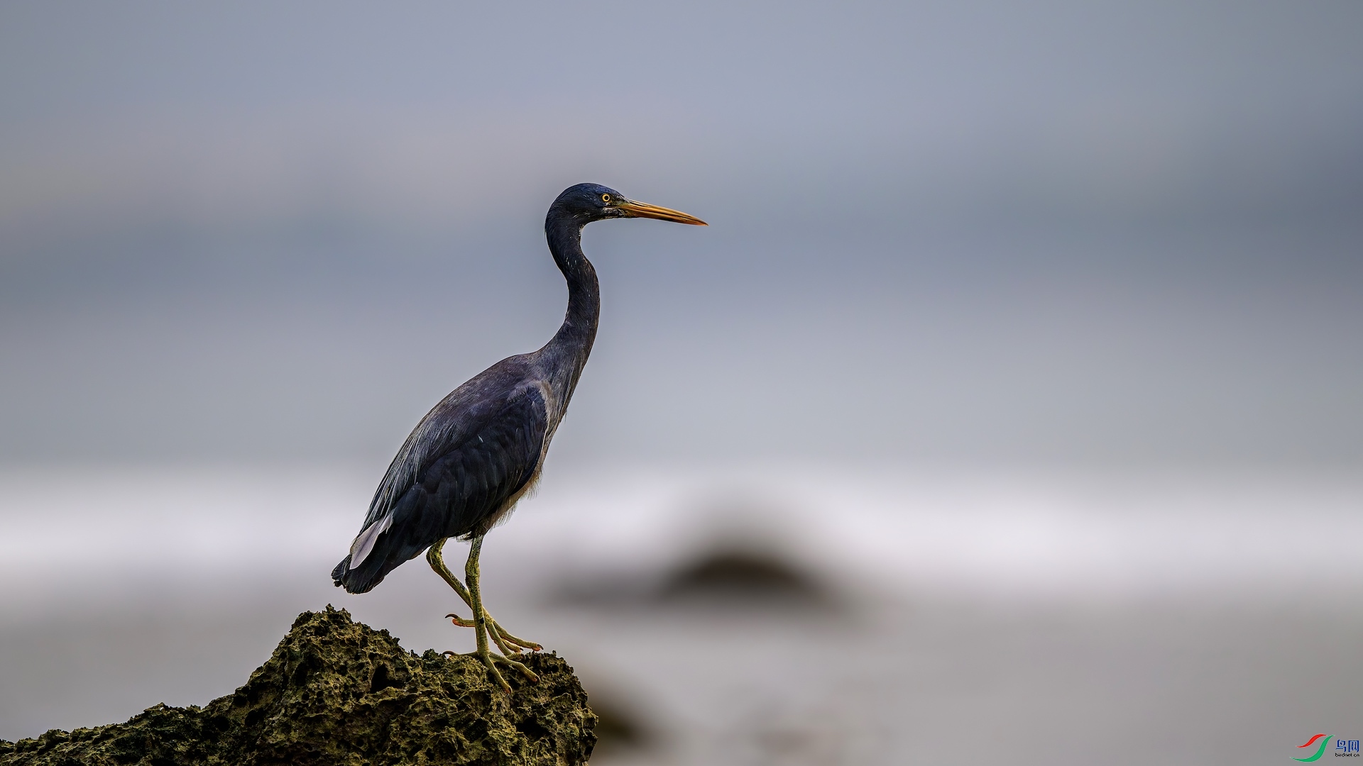 1_XXL9396-����ǿ-NR ����.jpeg