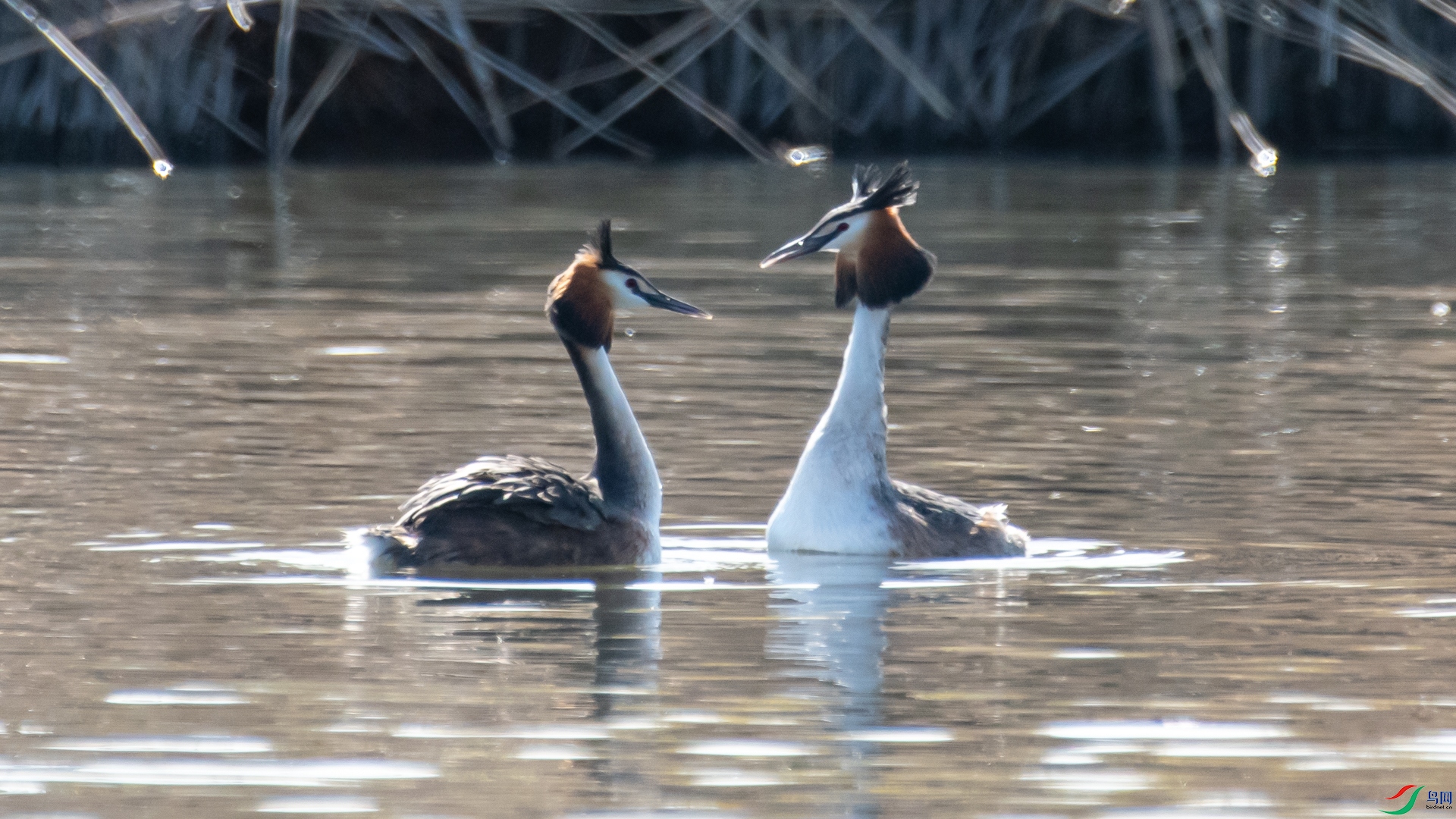 DSC_0421.jpg