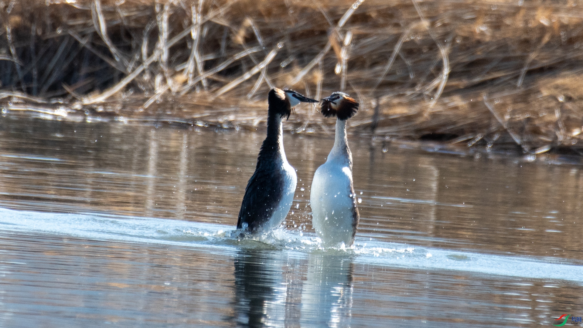 DSC_0182.jpg
