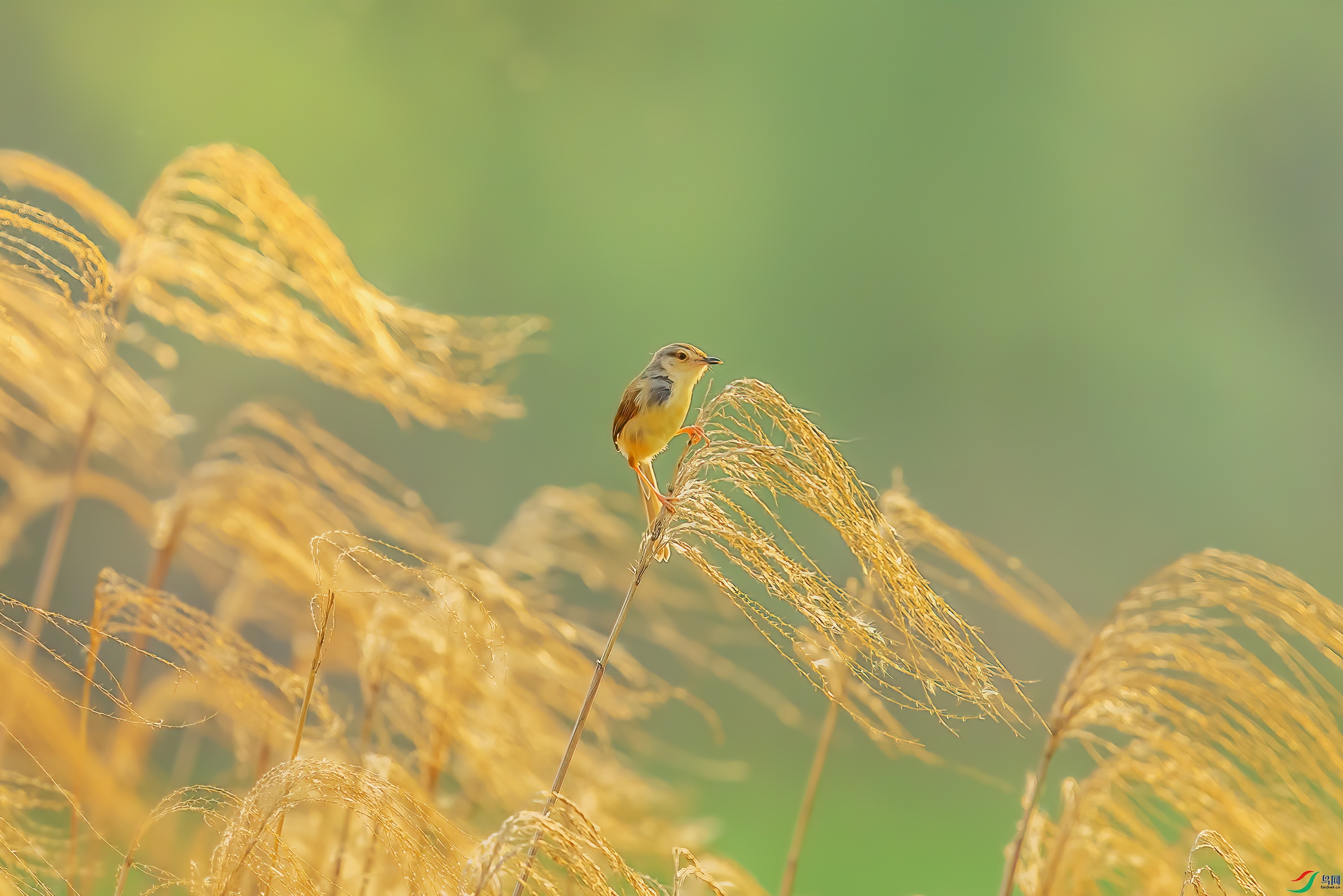 C09R8888 ����.jpg