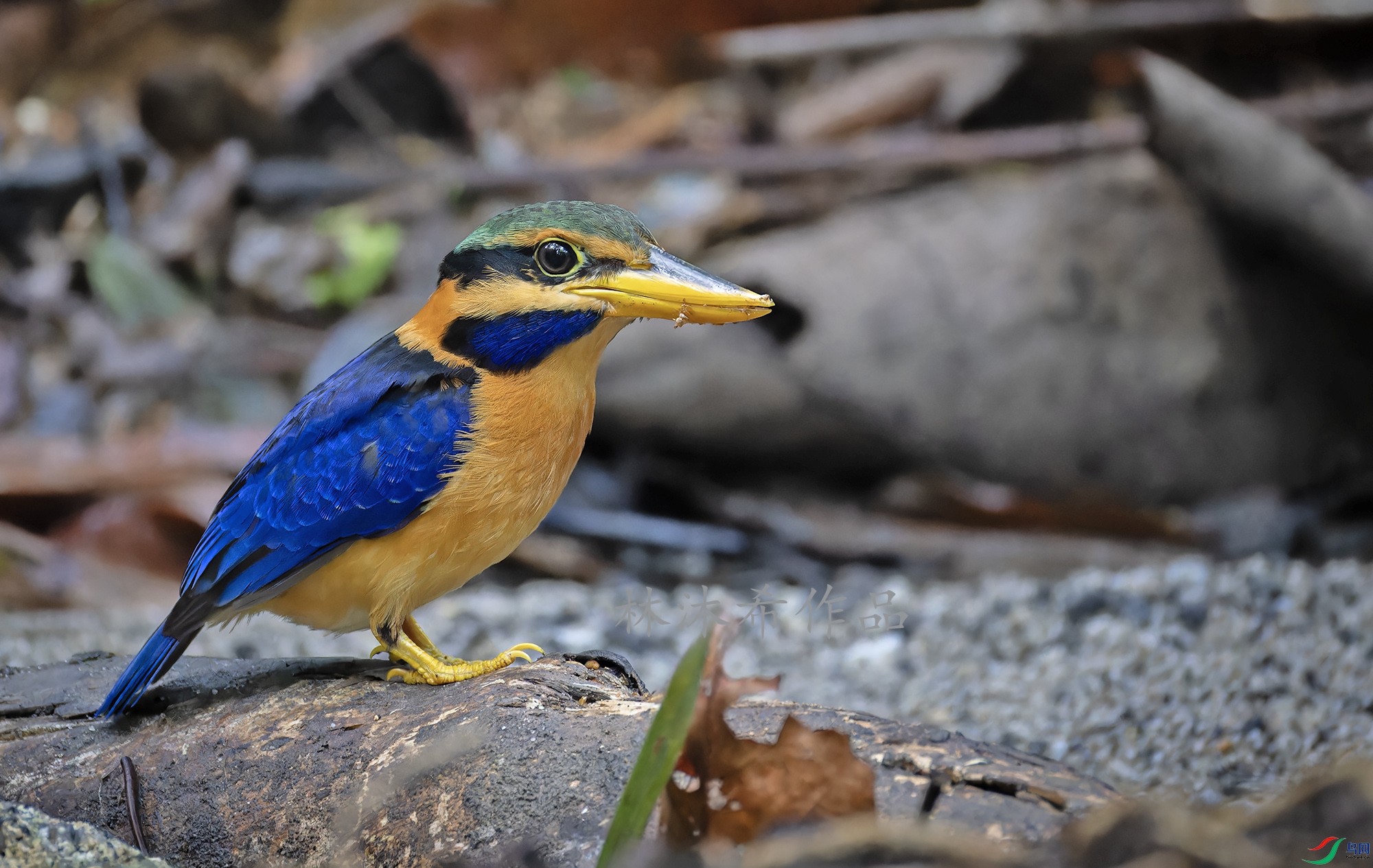 _97A4607-CR3 copy.jpg