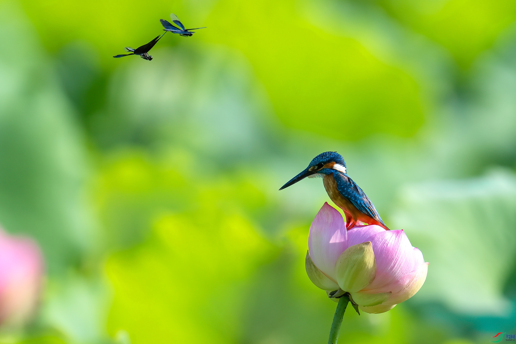 DSC_3897-x ����.jpg