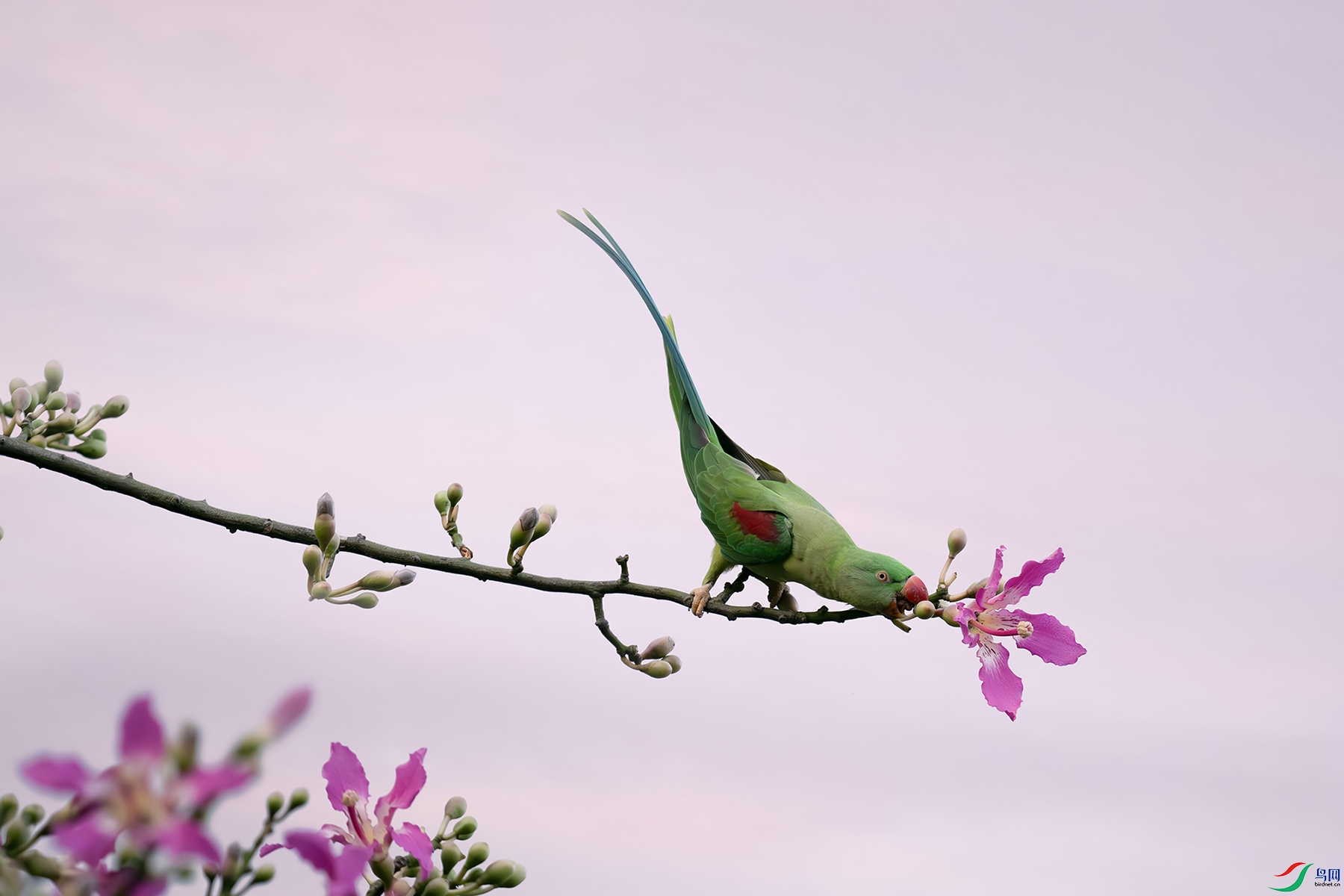 DSC_9955-����ǿ-NR.jpg