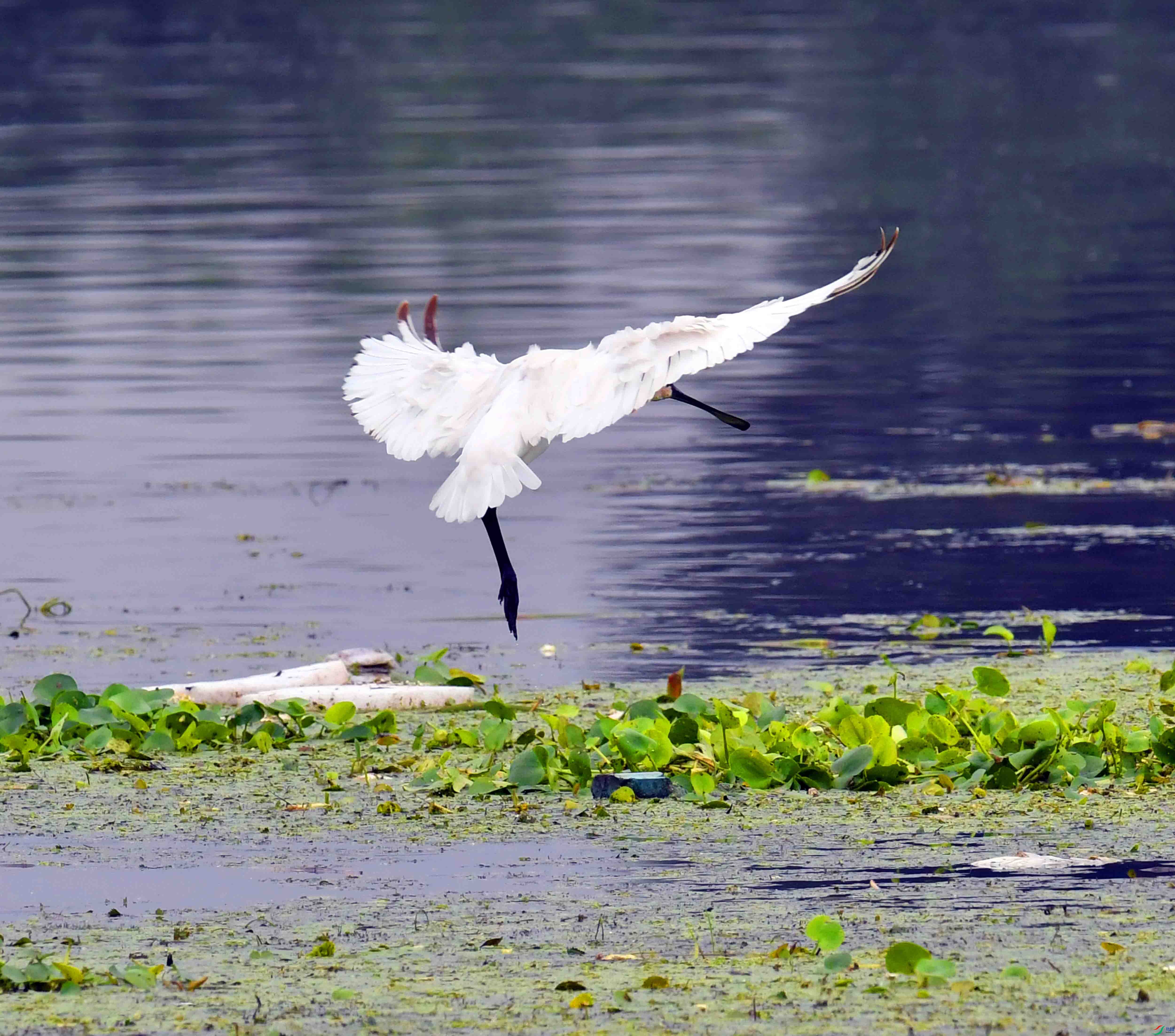 DSC_7937.JPG