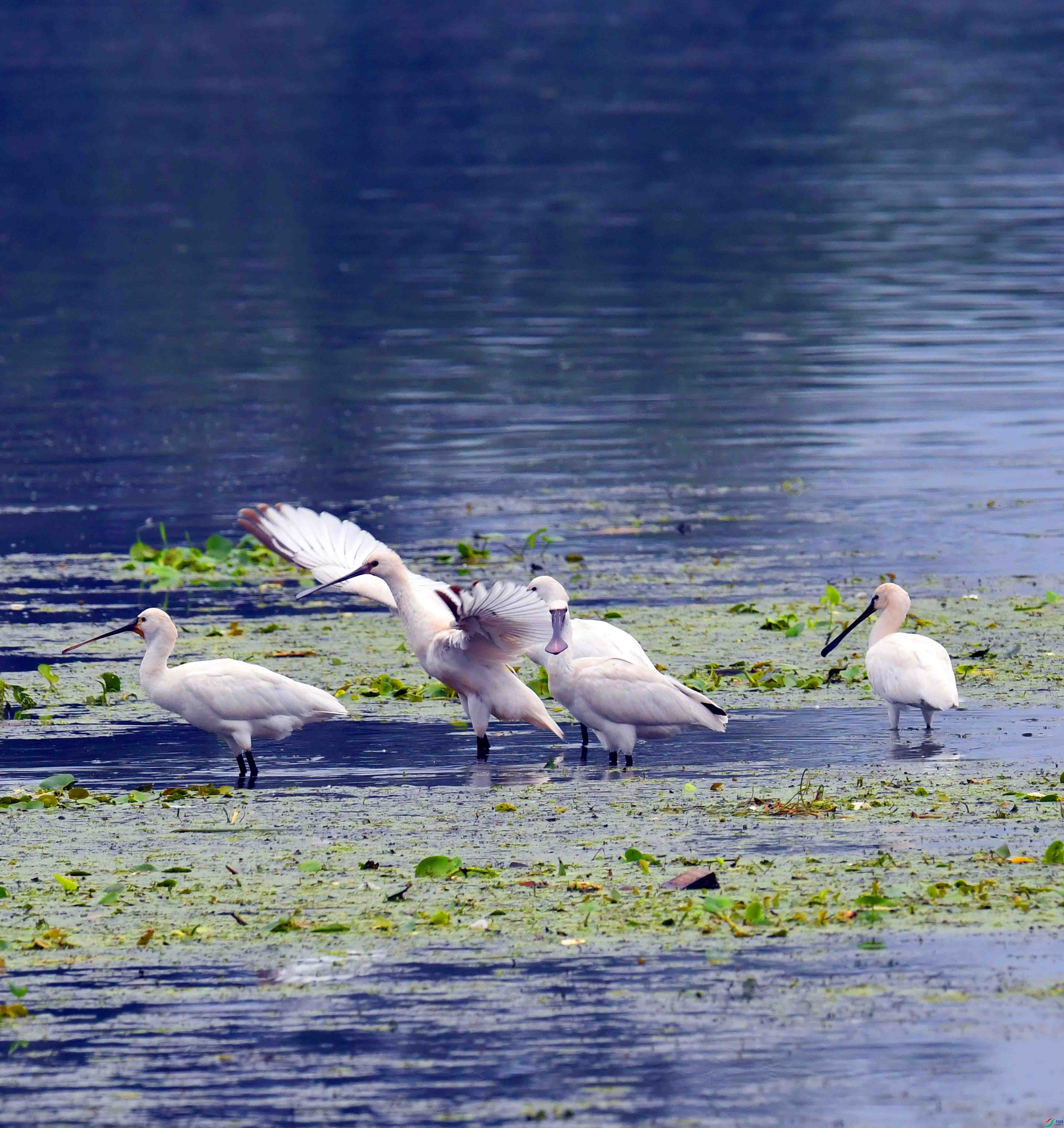 DSC_8017.JPG