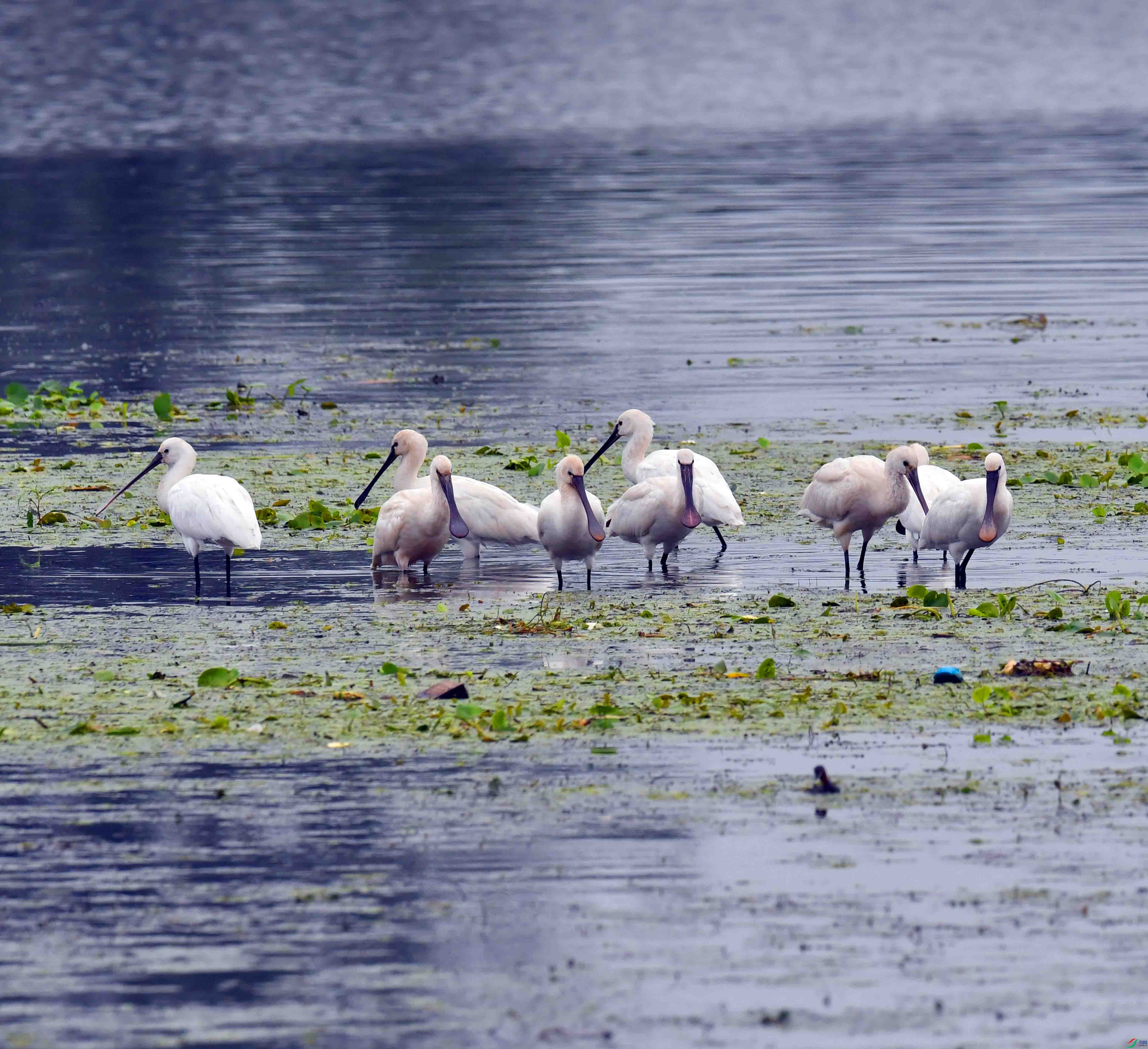 DSC_8174.JPG