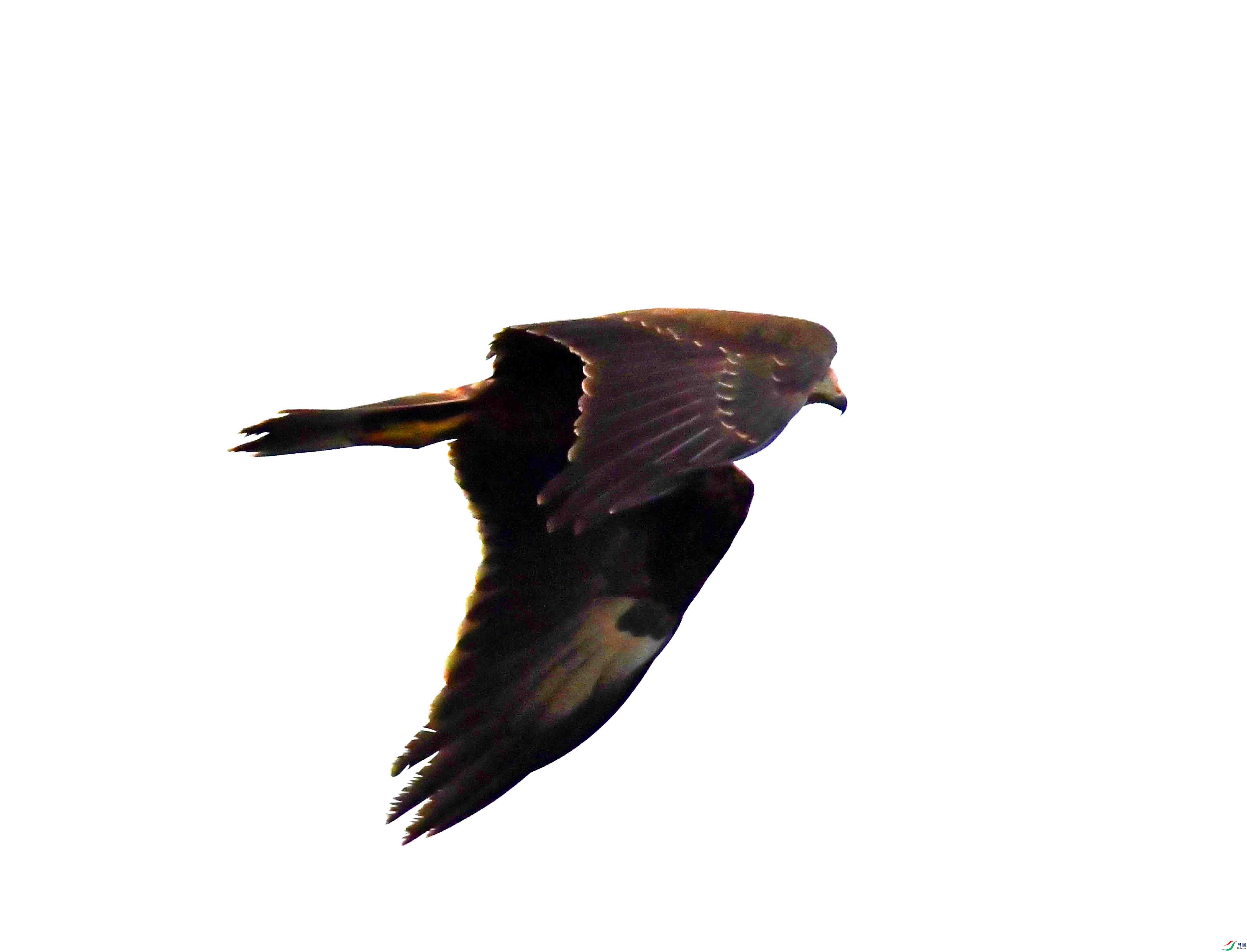 DSC_7442.JPG