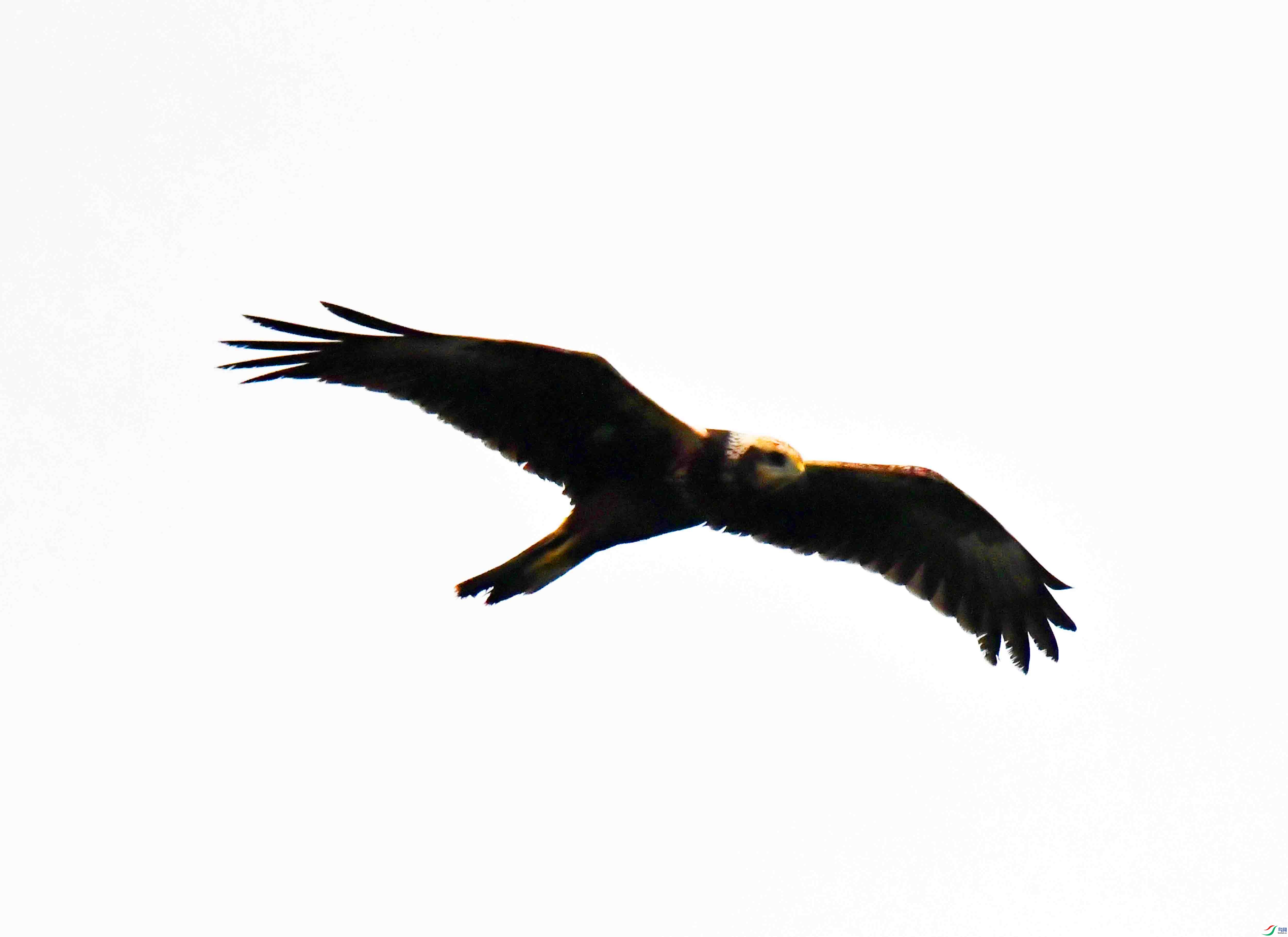 DSC_7446.JPG