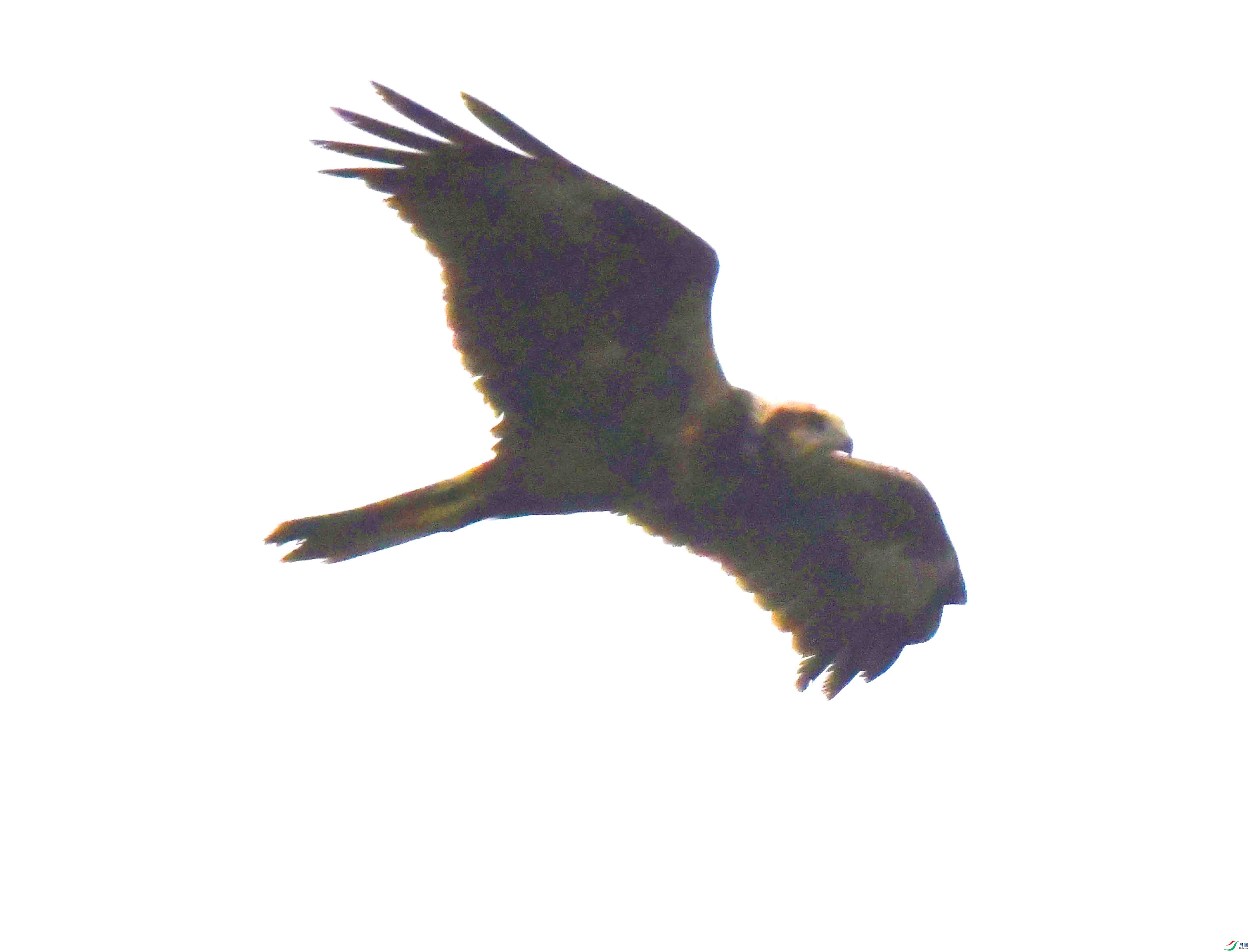 DSC_7455.JPG