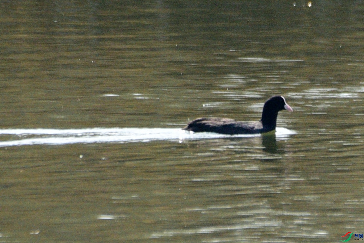 DSC_7185.JPG