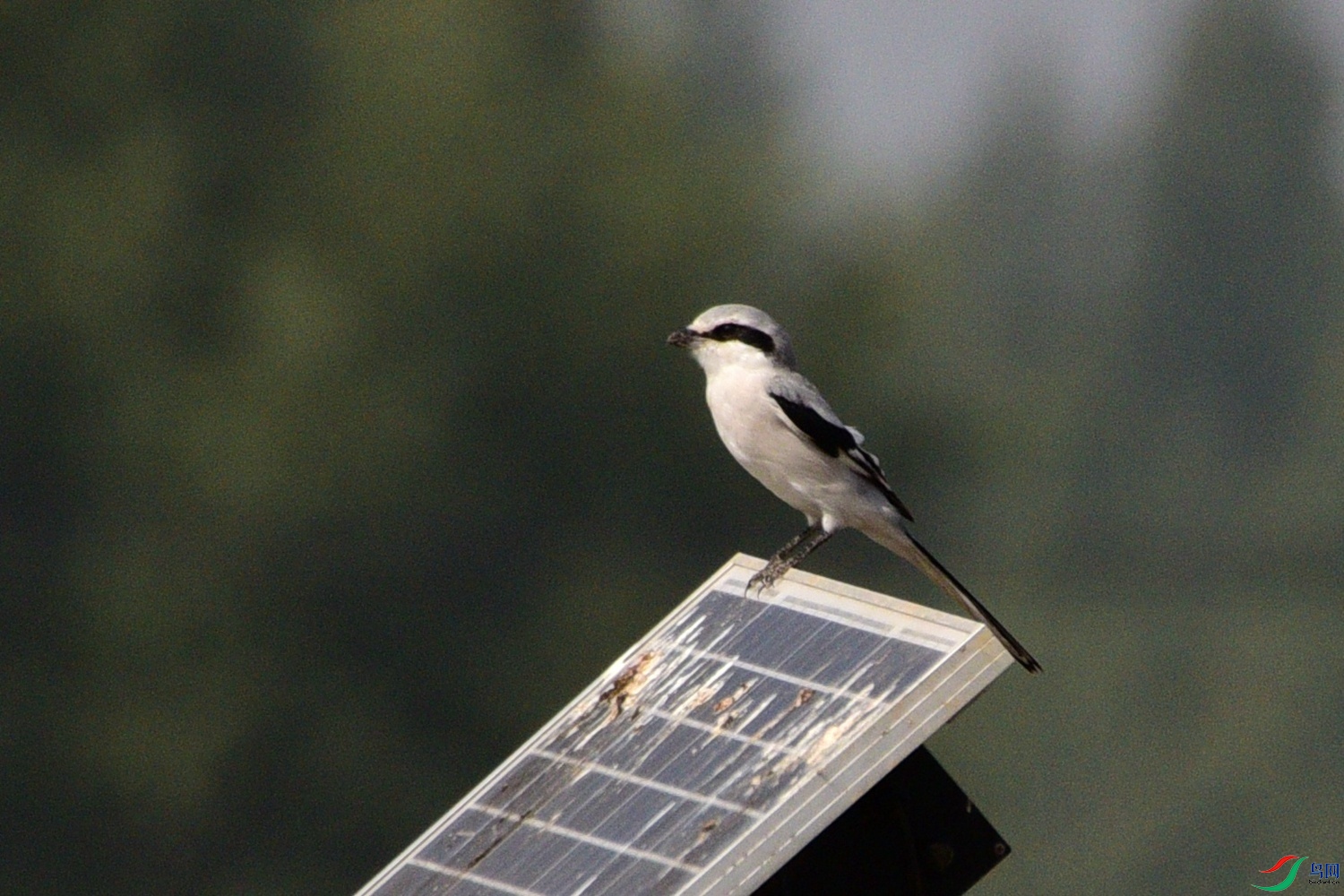 DSC_7901.JPG