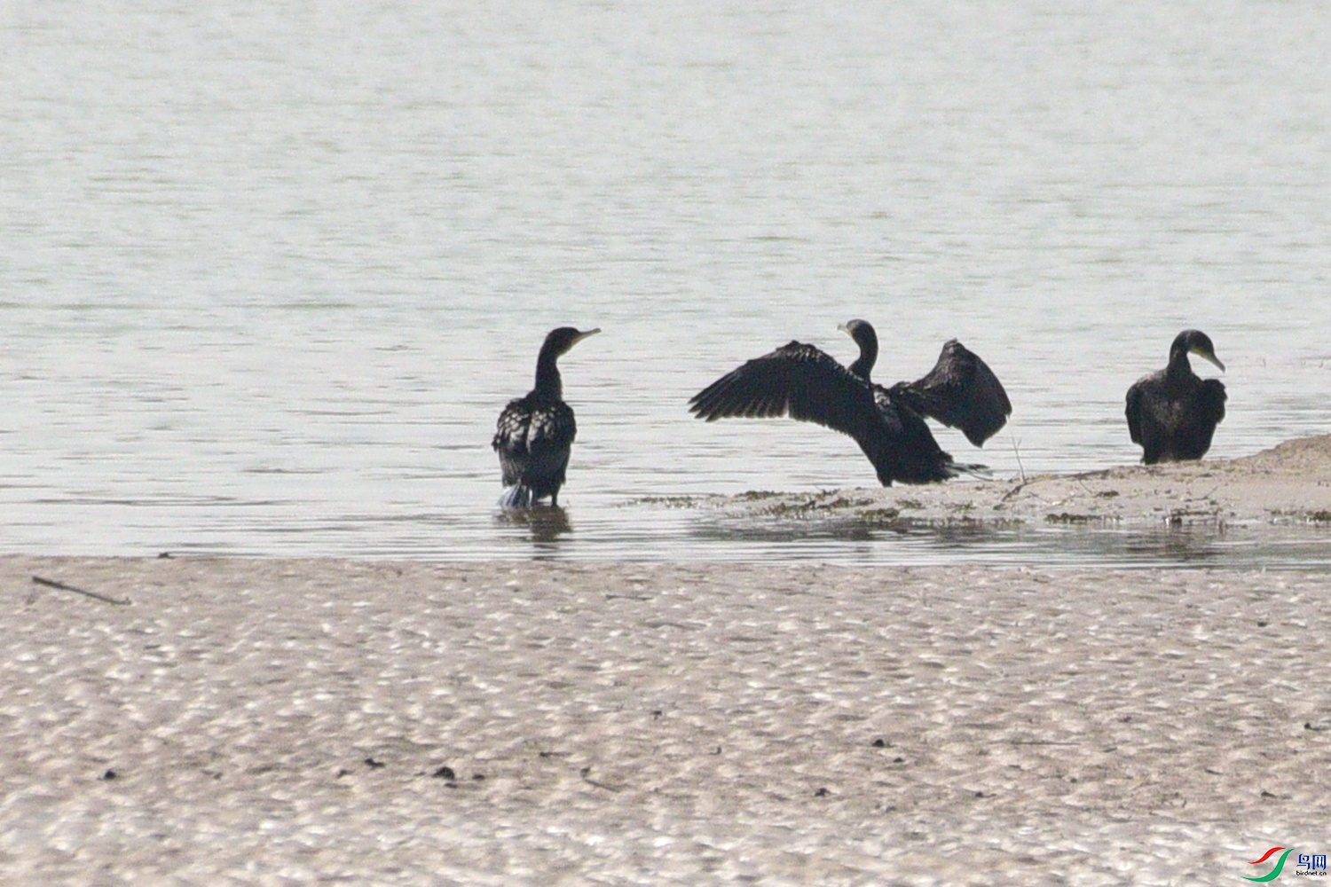 DSC_7915.JPG